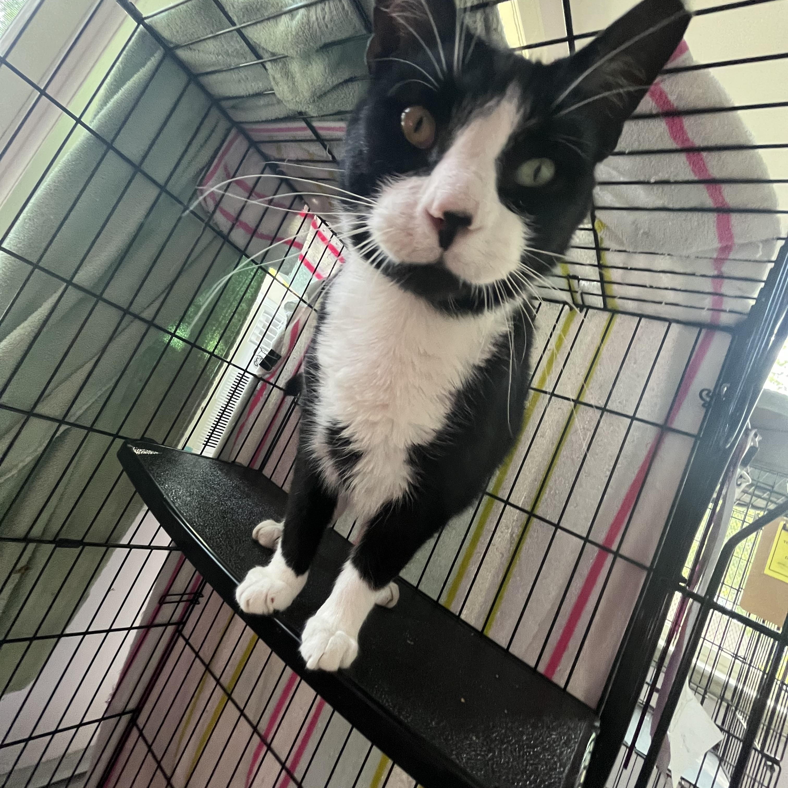 Taco, an adopted Domestic Short Hair in Salisbury, MA image 4/5