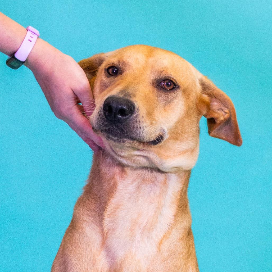 Autumn, Adoptable, Adult Female Rhodesian Ridgeback & Labrador Retriever.