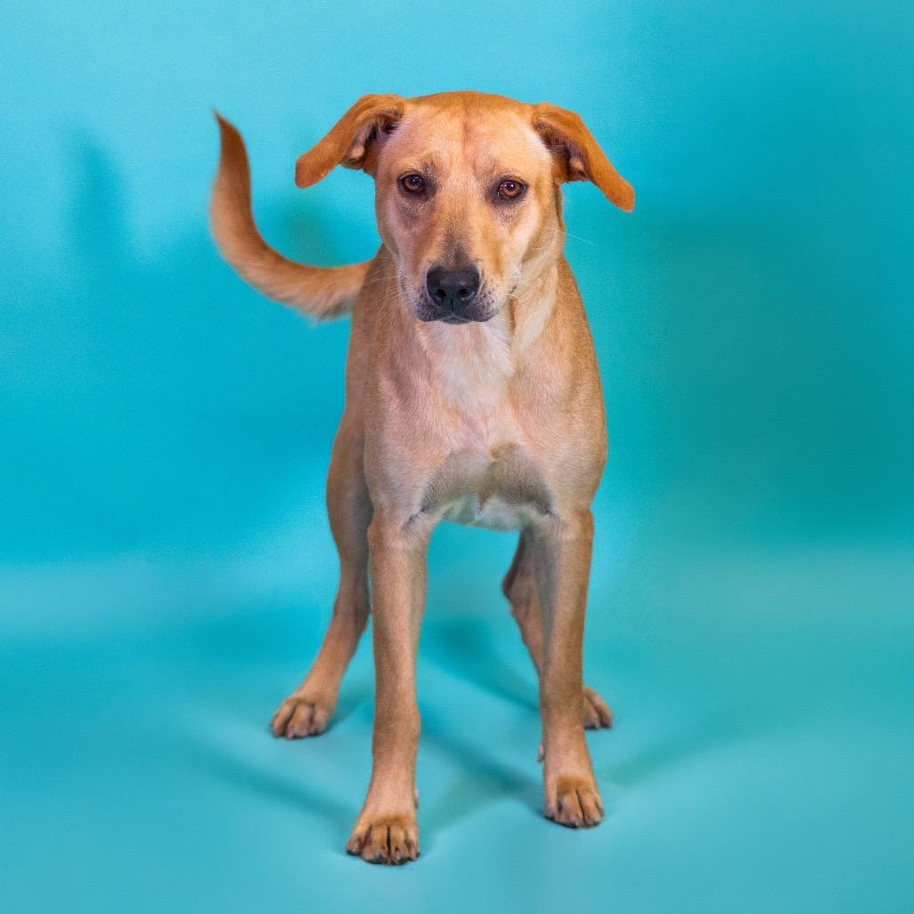 Enlarge Autumn, a Adoptable mixed breed in Newark, DE image 5/6