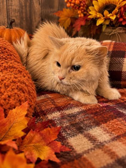 Enlarge JoJo, a Adoptable Domestic Long Hair in Belleville, MI image 1/2