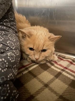 Enlarge JoJo, a Adoptable Domestic Long Hair in Belleville, MI image 2/2