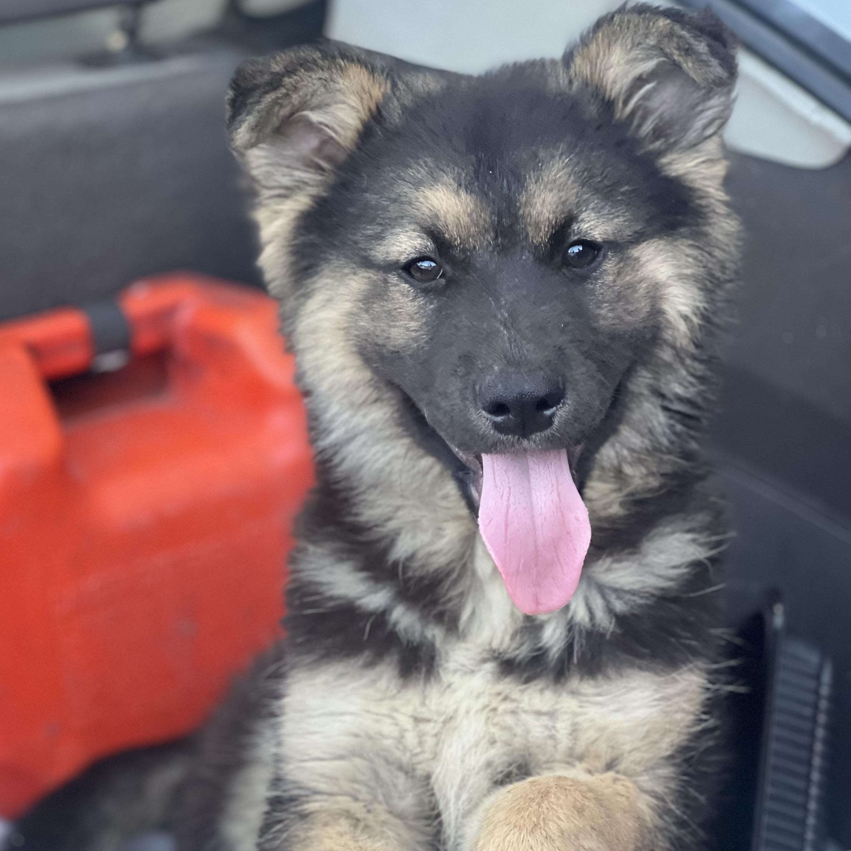 Briar~ Tender Hearted Girl thumbnail 2