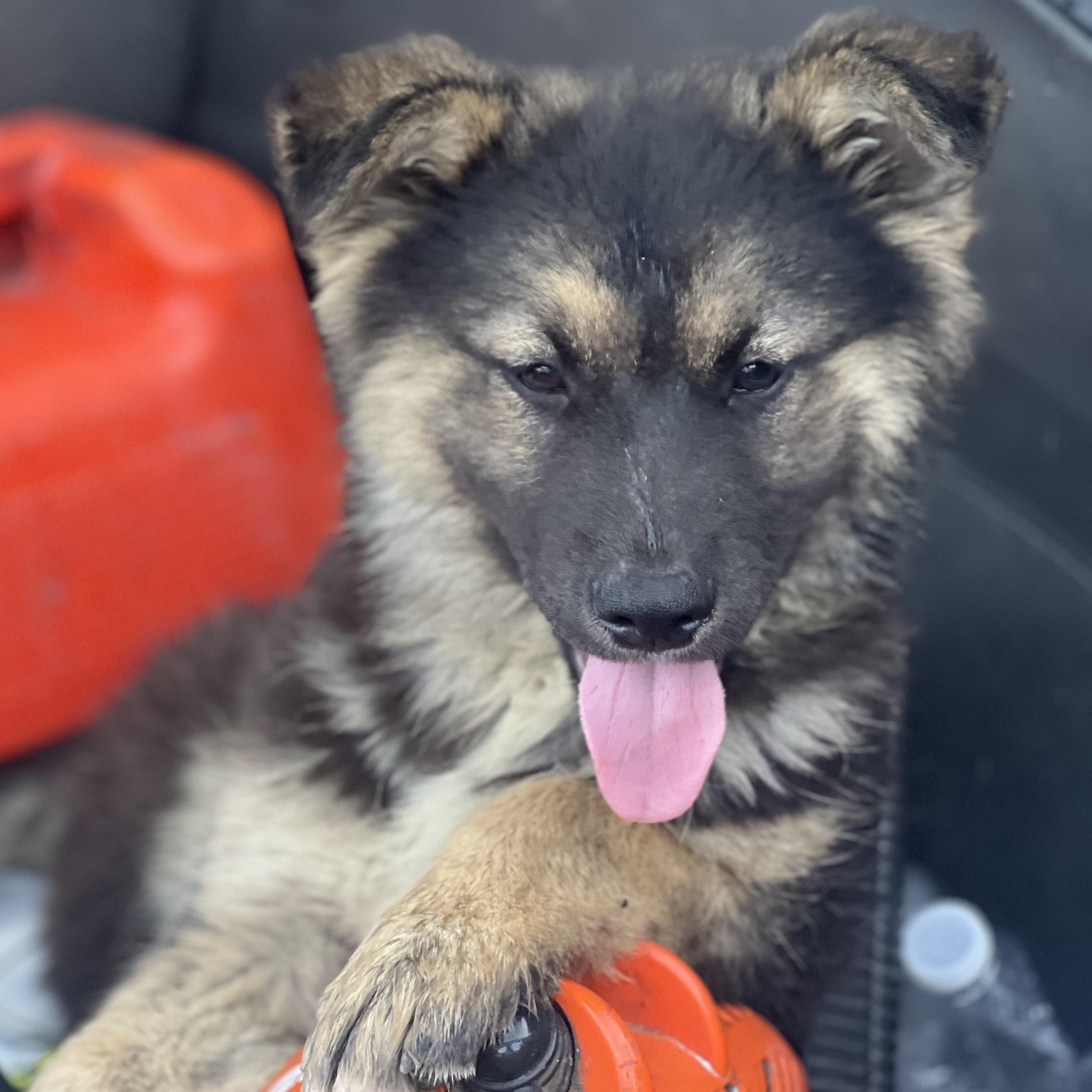 Briar~ Tender Hearted Girl