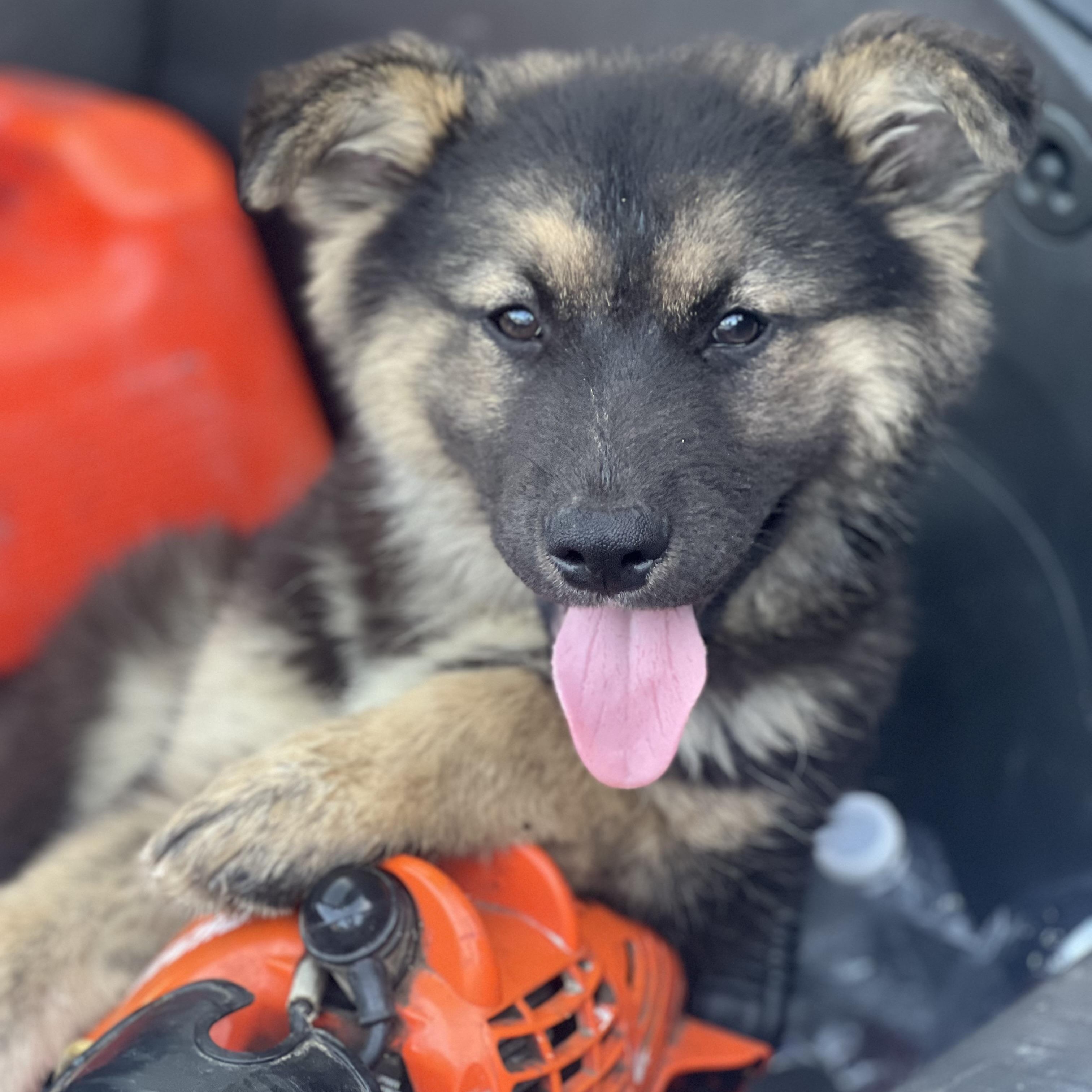 Briar~ Tender Hearted Girl thumbnail 4