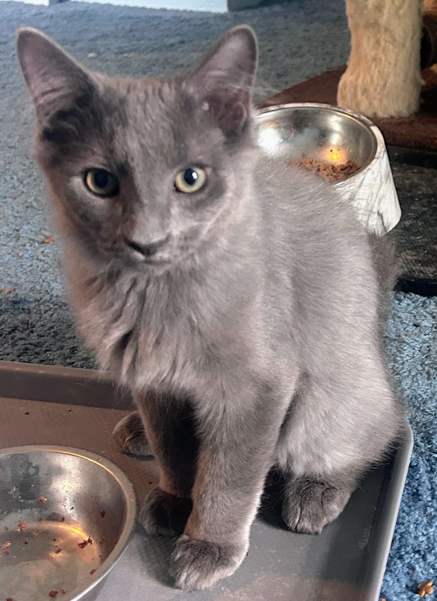 Ender, an adoptable Domestic Medium Hair in Waynesboro, VA image 2/6