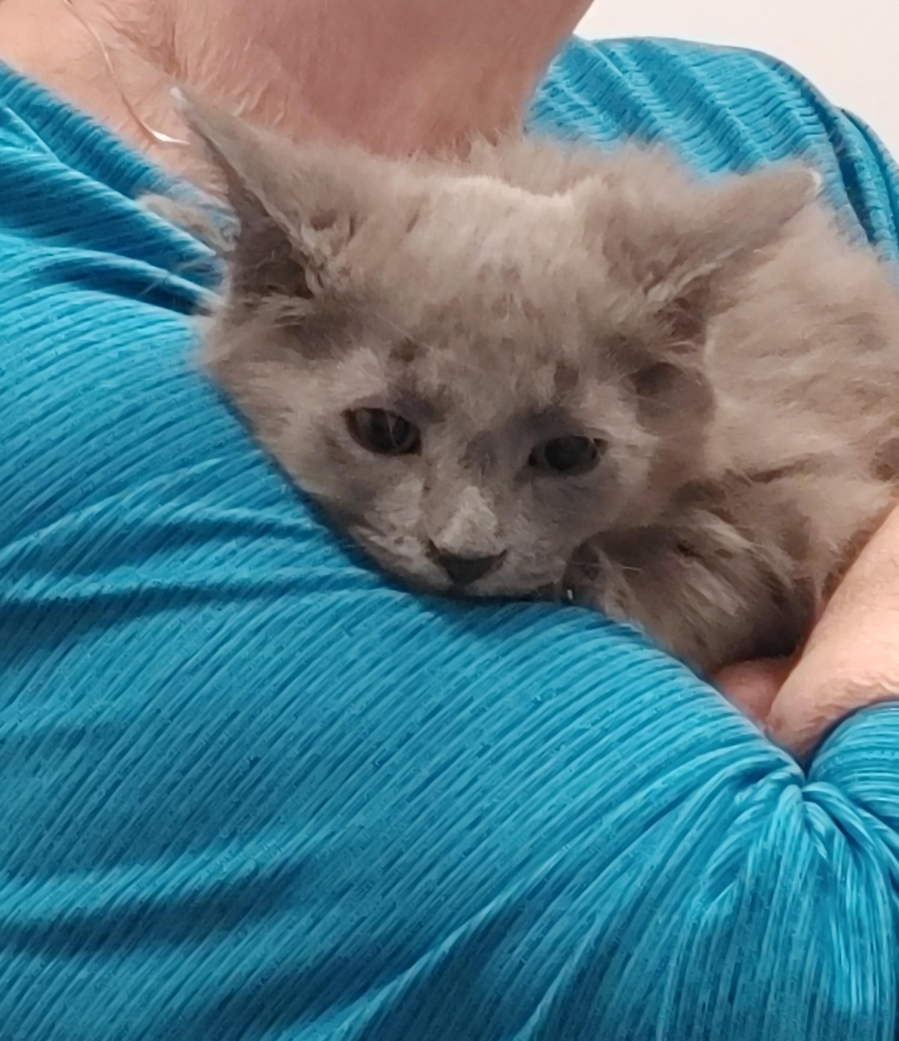 Ender, an adoptable Domestic Medium Hair in Waynesboro, VA image 5/6