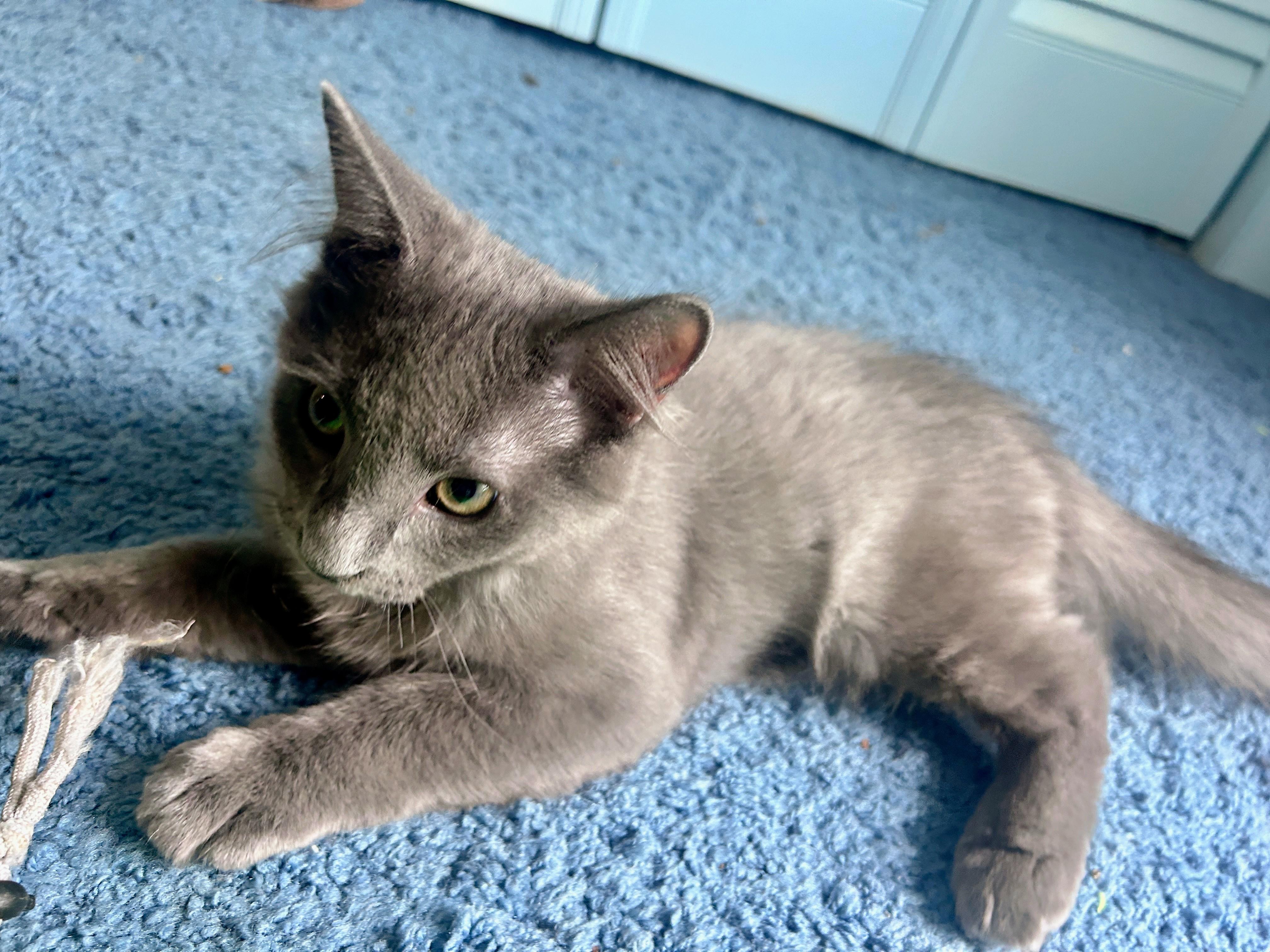 Ender, adoptable, Kitten Male Domestic Medium Hair.