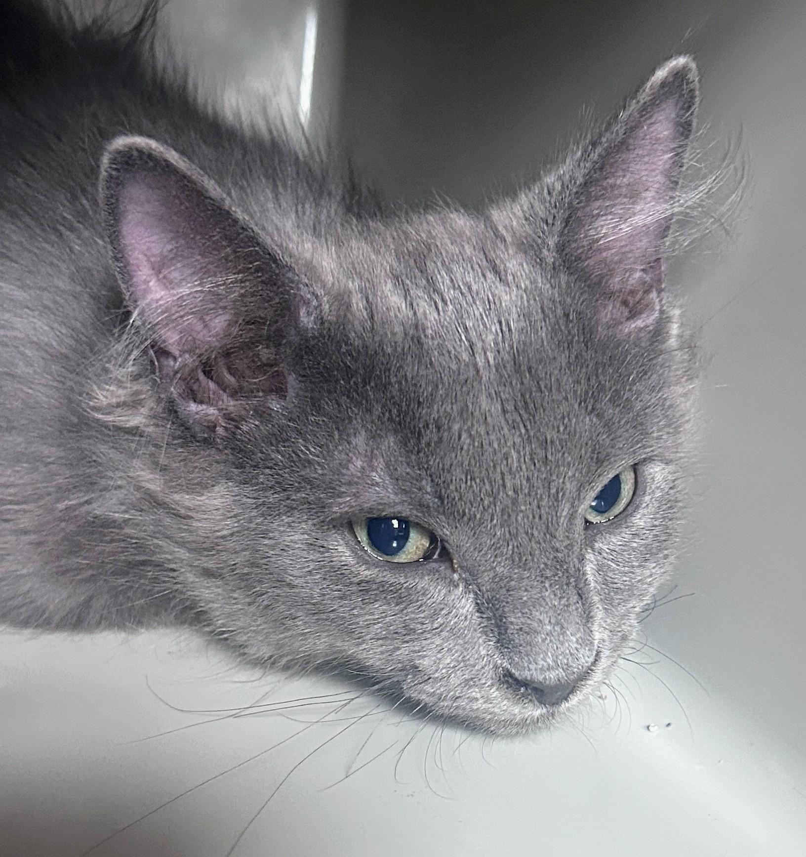 Ender, an adoptable Domestic Medium Hair in Waynesboro, VA image 3/6