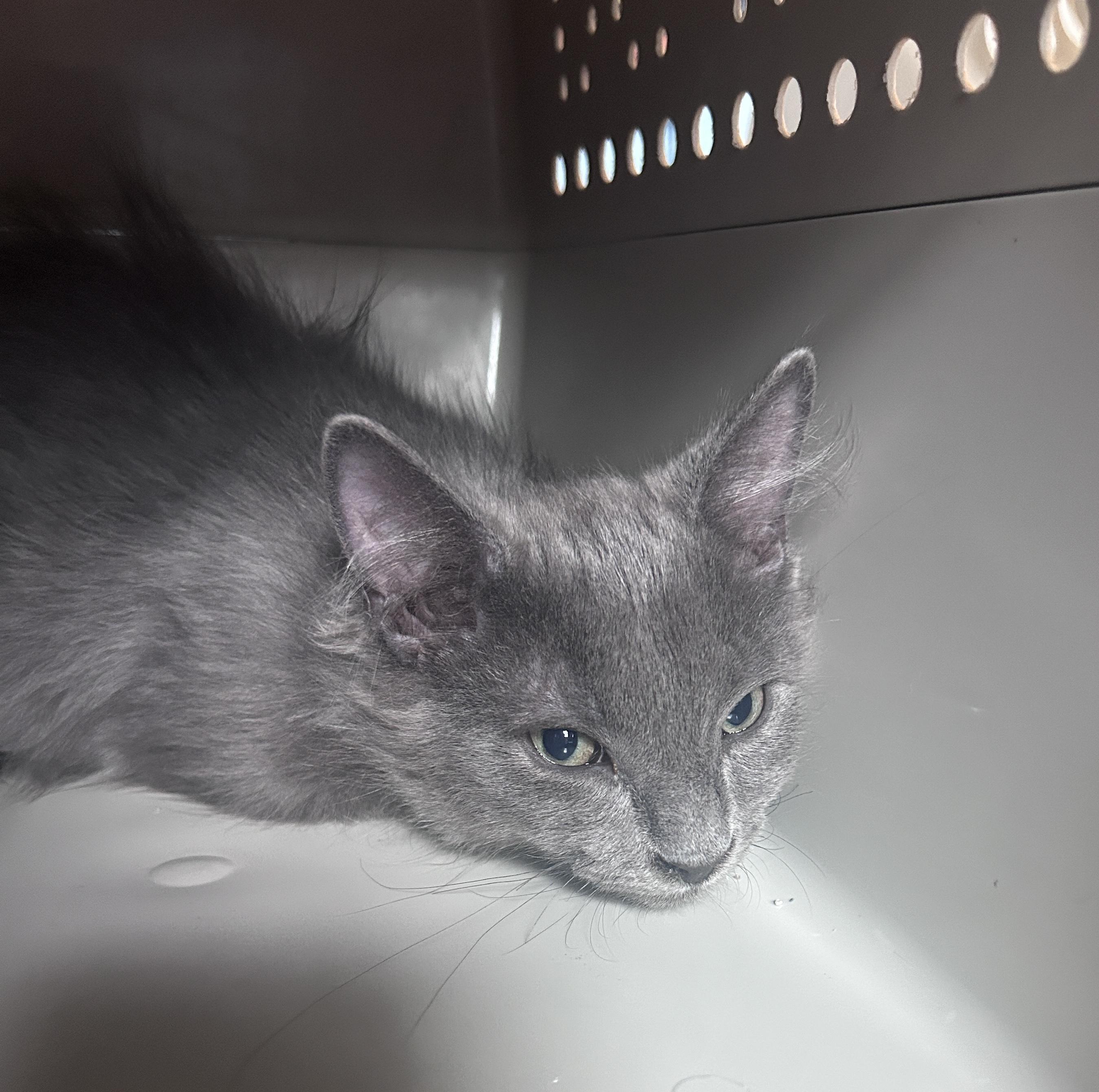 Ender, an adoptable Domestic Medium Hair in Waynesboro, VA image 4/6
