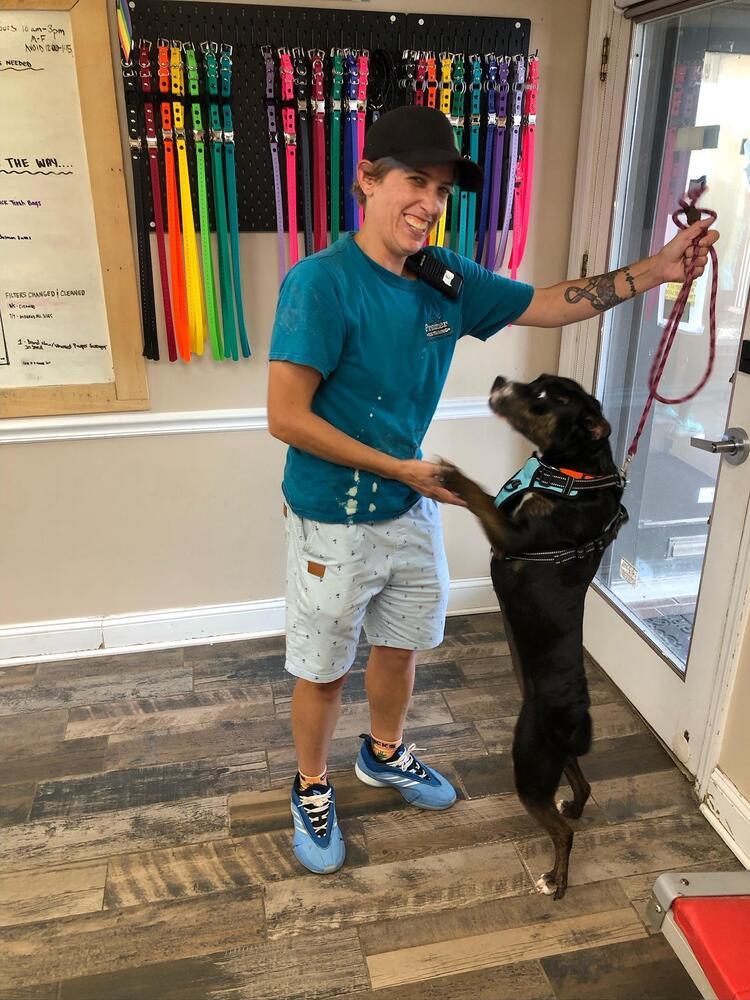 Enlarge Ginnie, a Adoptable mixed breed in Silver Spring, MD image 1/4