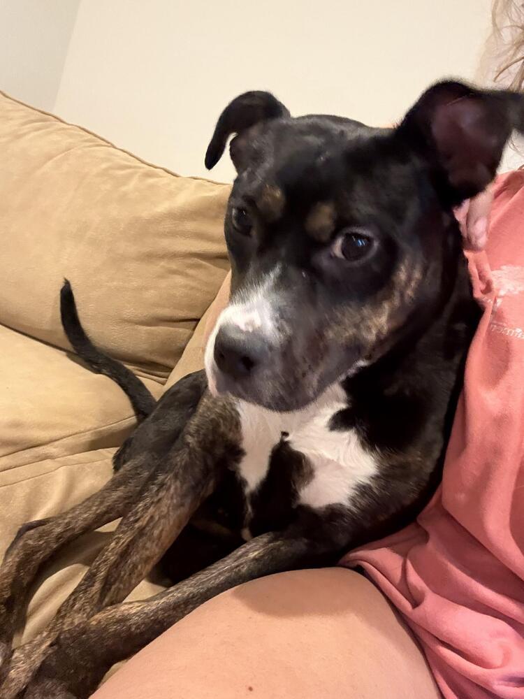 Enlarge Ginnie, a Adoptable mixed breed in Silver Spring, MD image 2/4