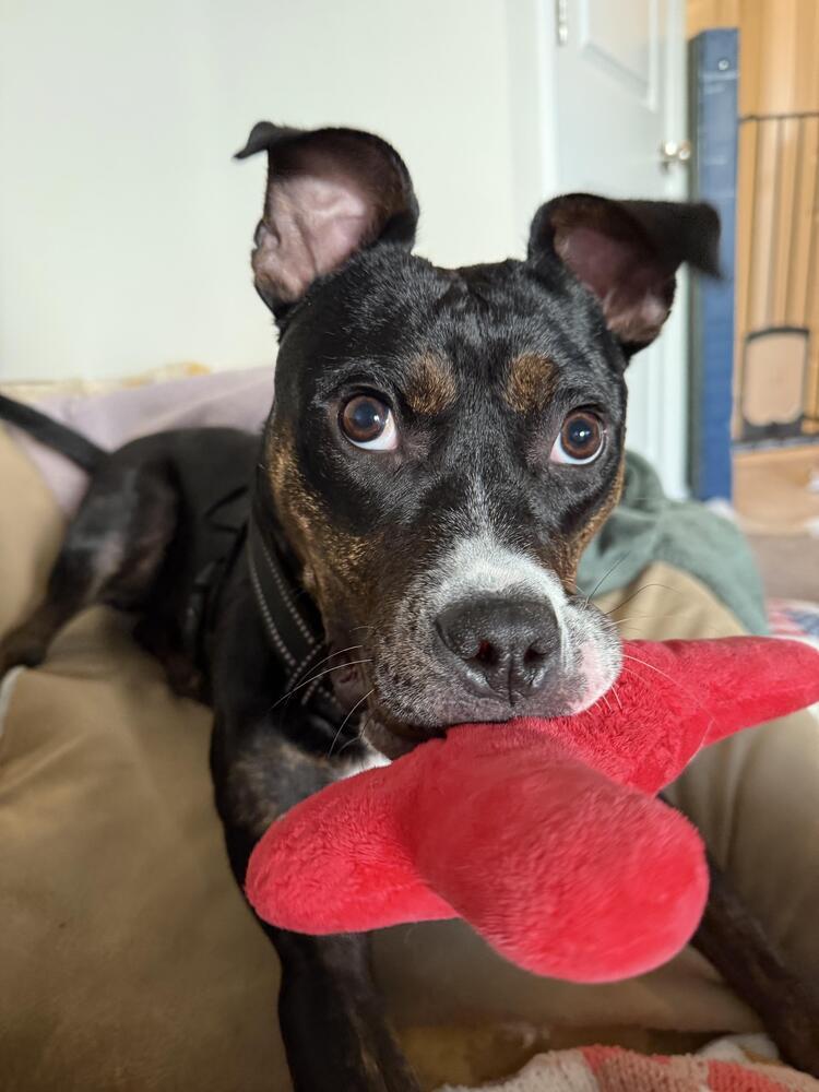 Ginnie, Adoptable, Young Female Plott Hound.