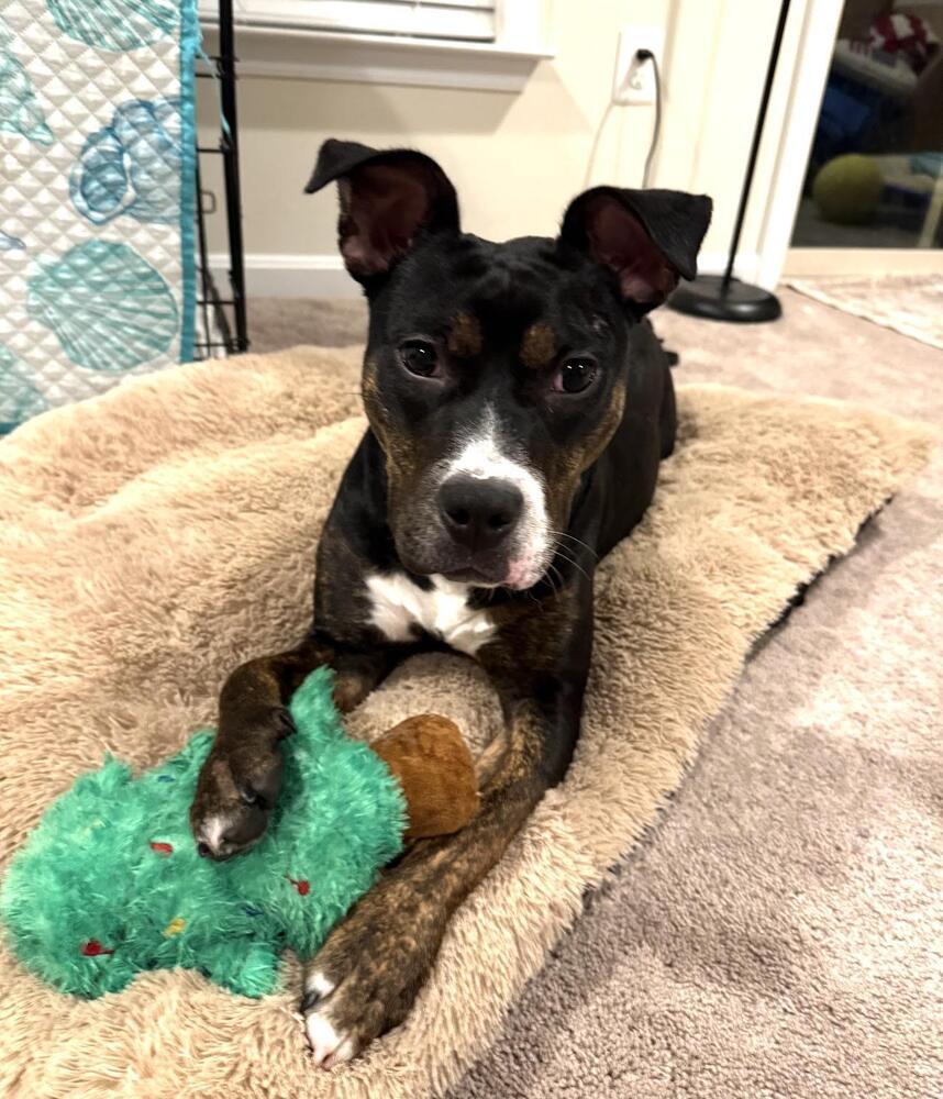 Enlarge Ginnie, a Adoptable mixed breed in Silver Spring, MD image 4/4