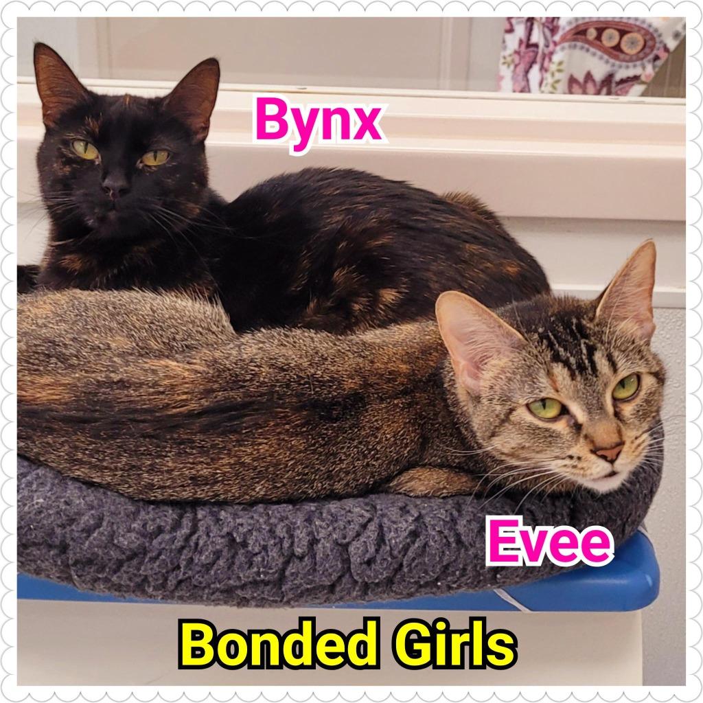 Bynx, Adoptable, Young Female Domestic Short Hair.
