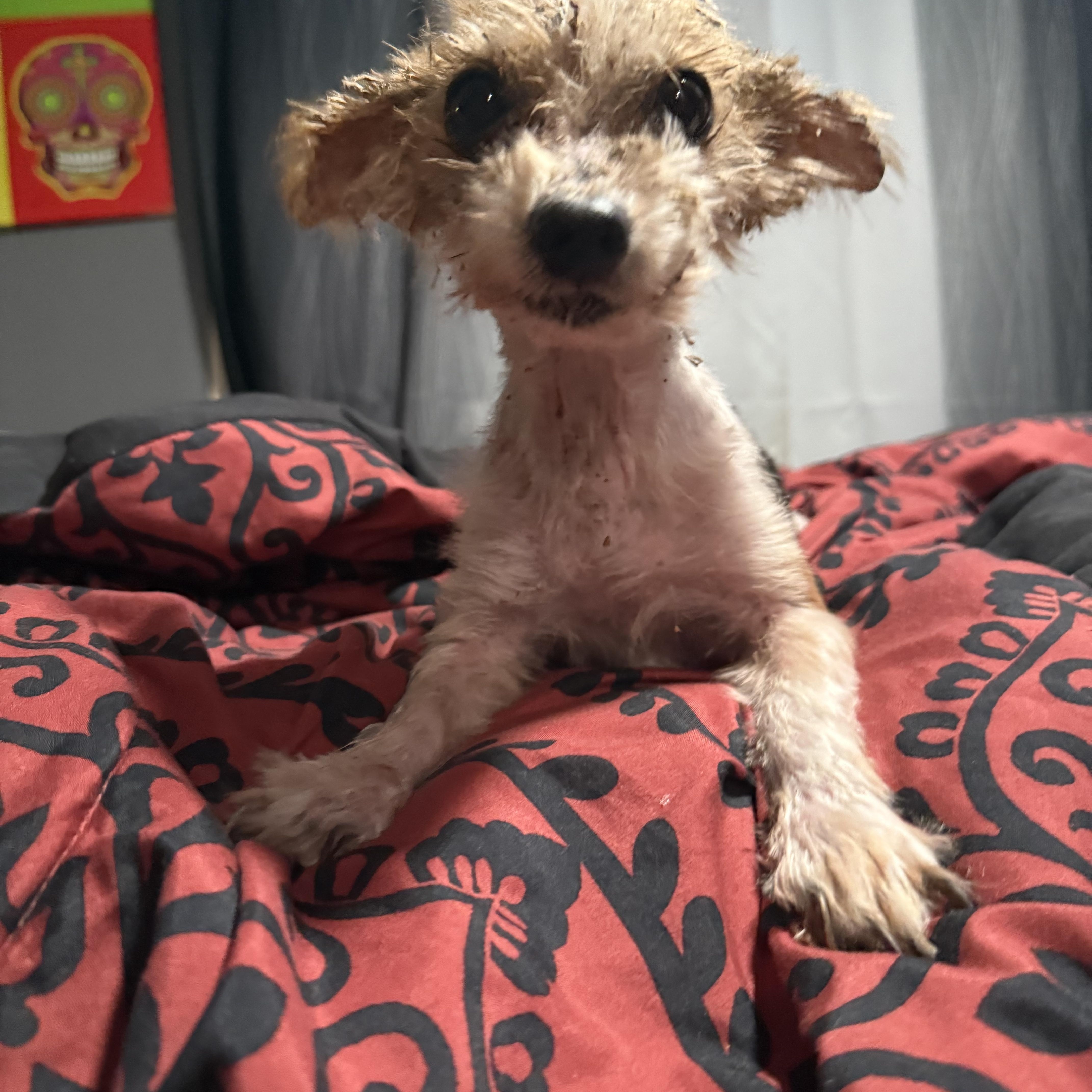 Ernie, a Adopted Yorkshire Terrier in Leesville, LA image 2/6