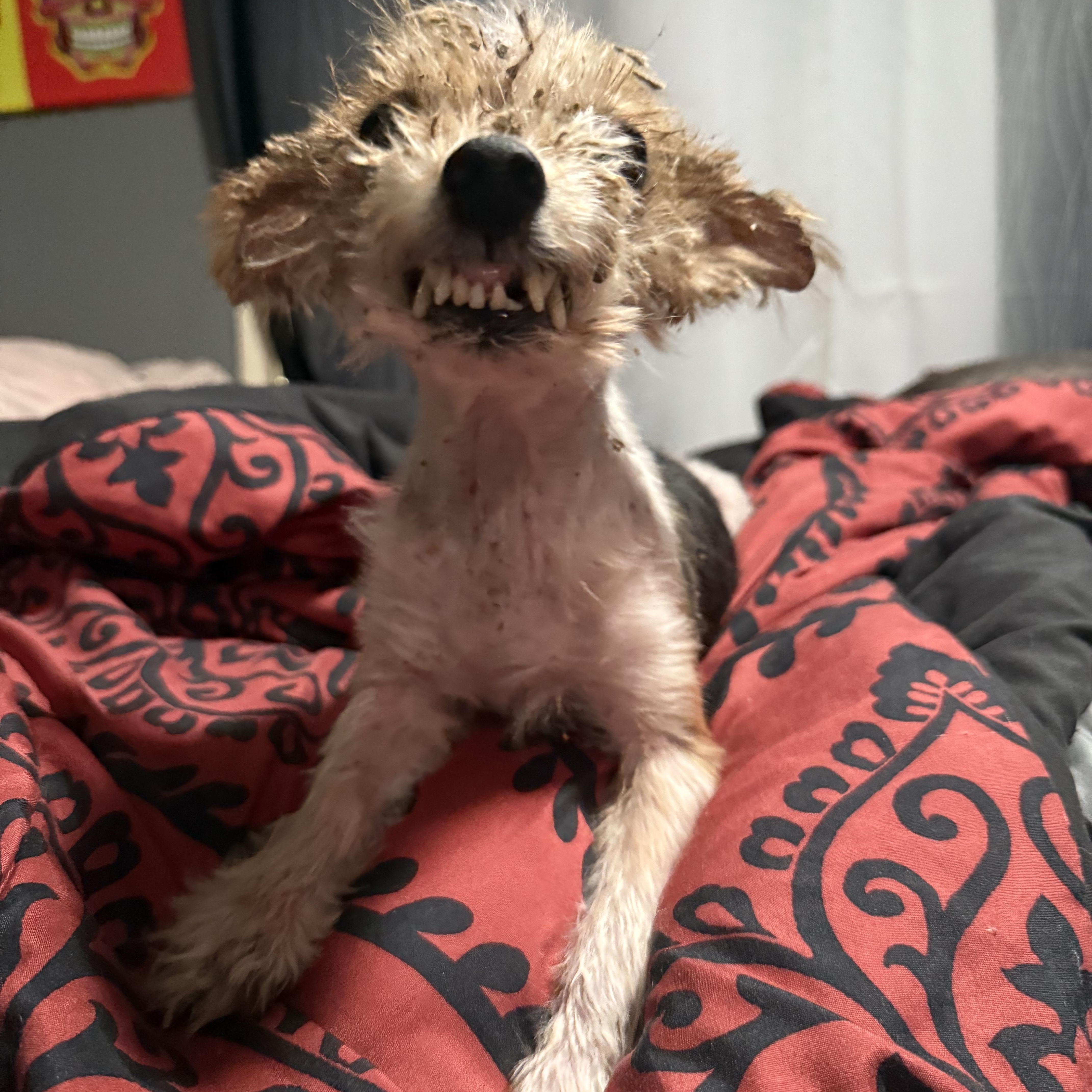 Ernie, a Adopted Yorkshire Terrier in Leesville, LA image 3/6