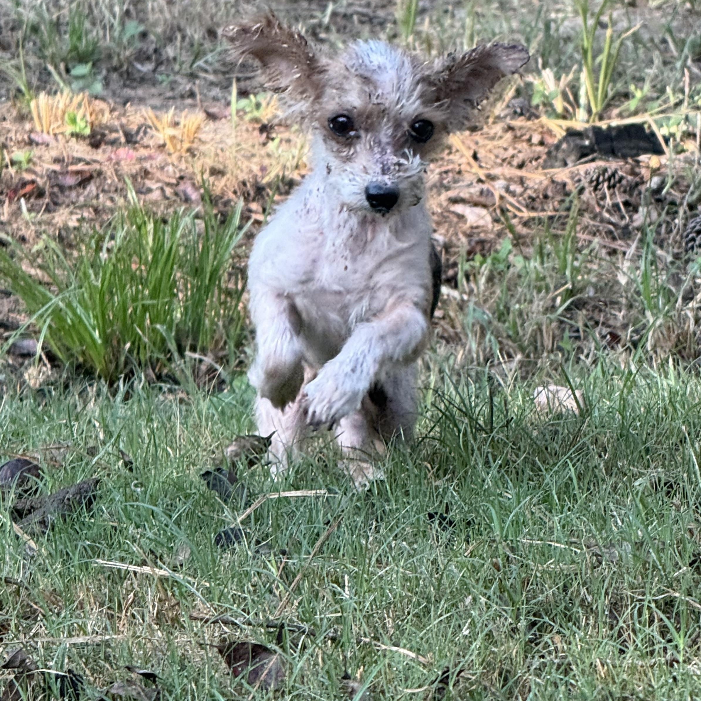 Ernie, Adopted, Adult Male Yorkshire Terrier.