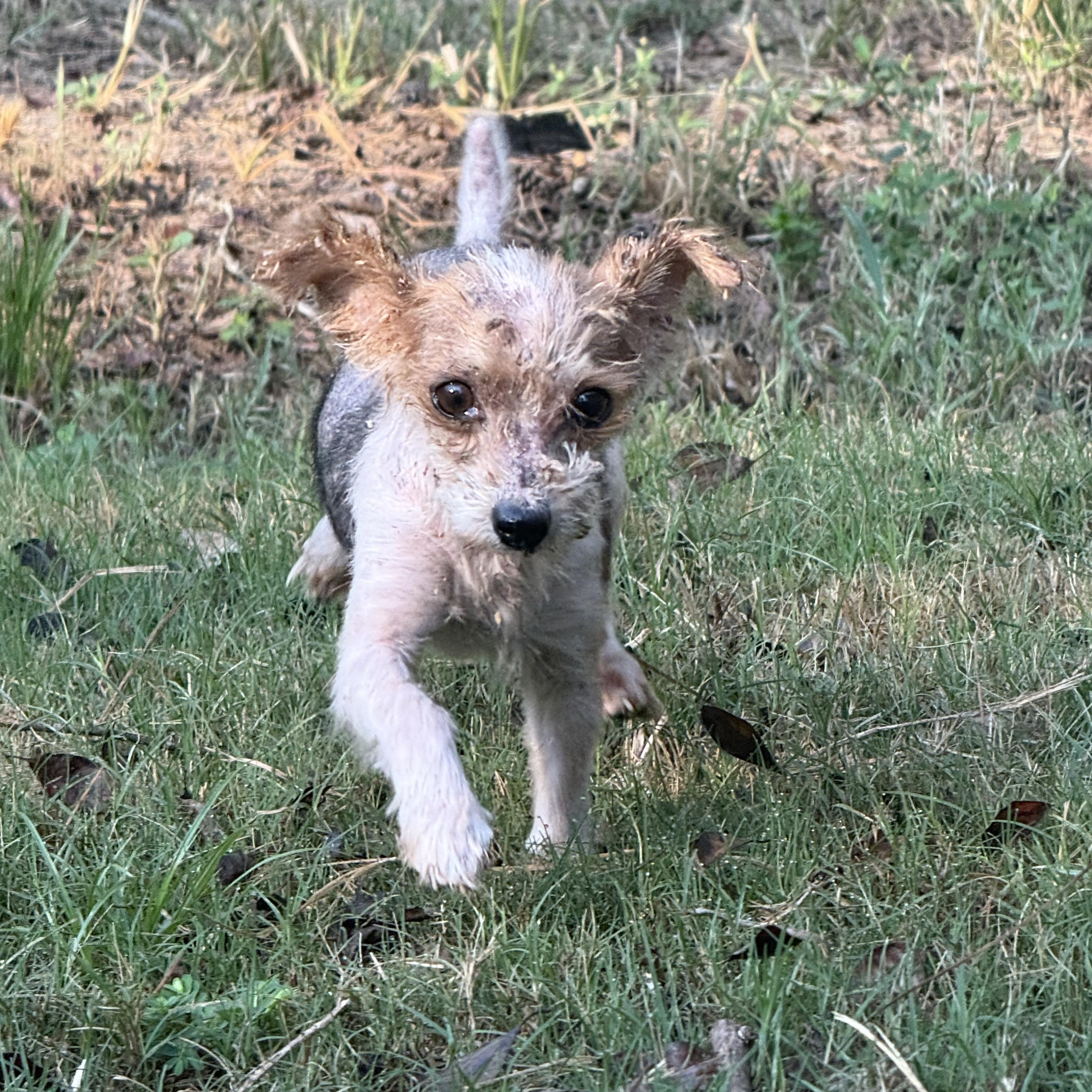 Ernie, a Adopted Yorkshire Terrier in Leesville, LA image 4/6