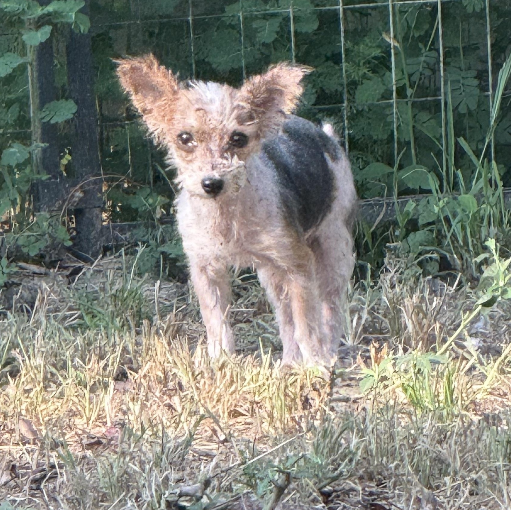 Ernie, a Adopted Yorkshire Terrier in Leesville, LA image 5/6