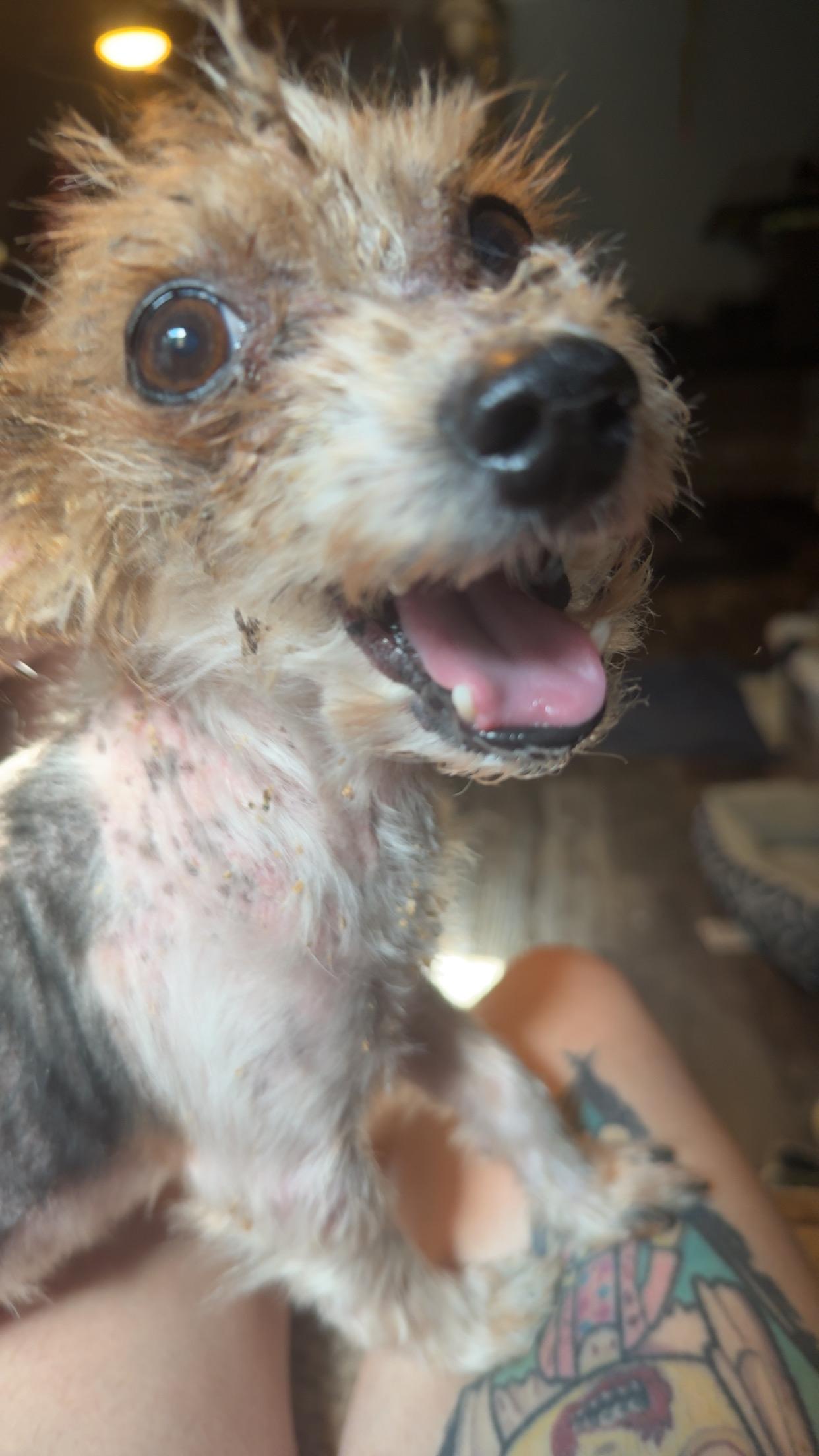 Ernie, a Adopted Yorkshire Terrier in Leesville, LA image 6/6