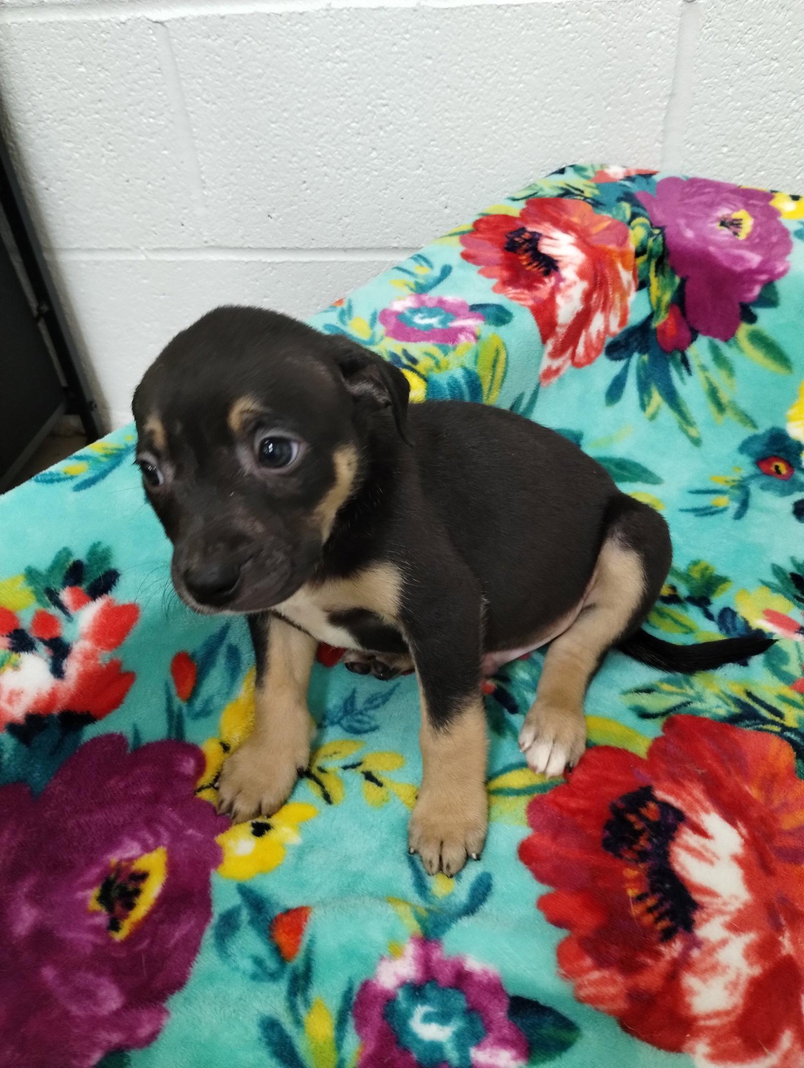 Enlarge Saturn, a Adoptable Mixed Breed in York, SC image 1/3