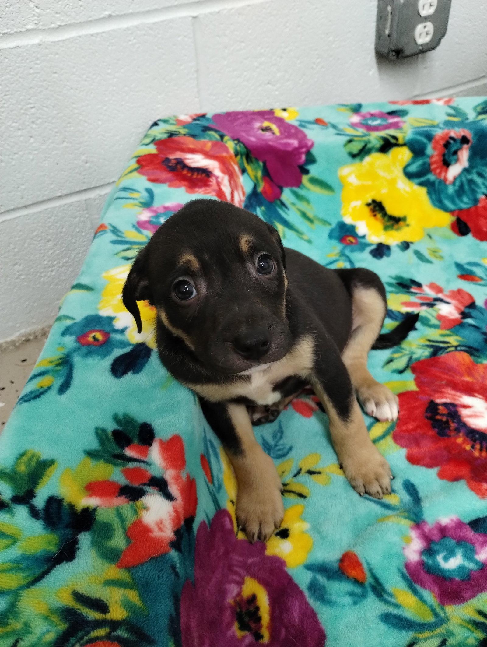 Enlarge Saturn, a Adoptable Mixed Breed in York, SC image 2/3