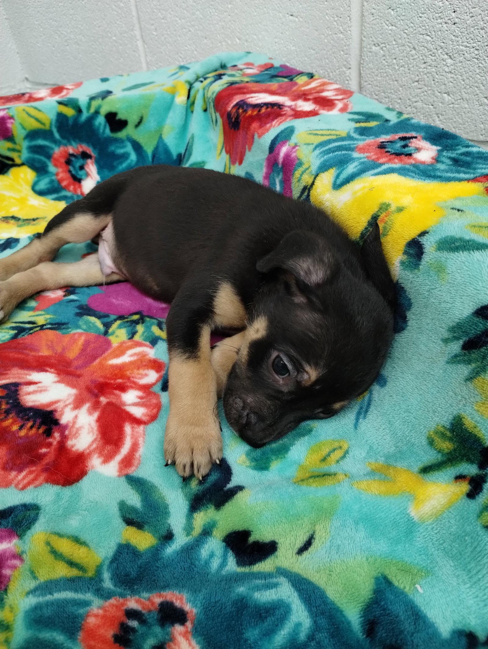 Enlarge Saturn, a Adoptable Mixed Breed in York, SC image 3/3