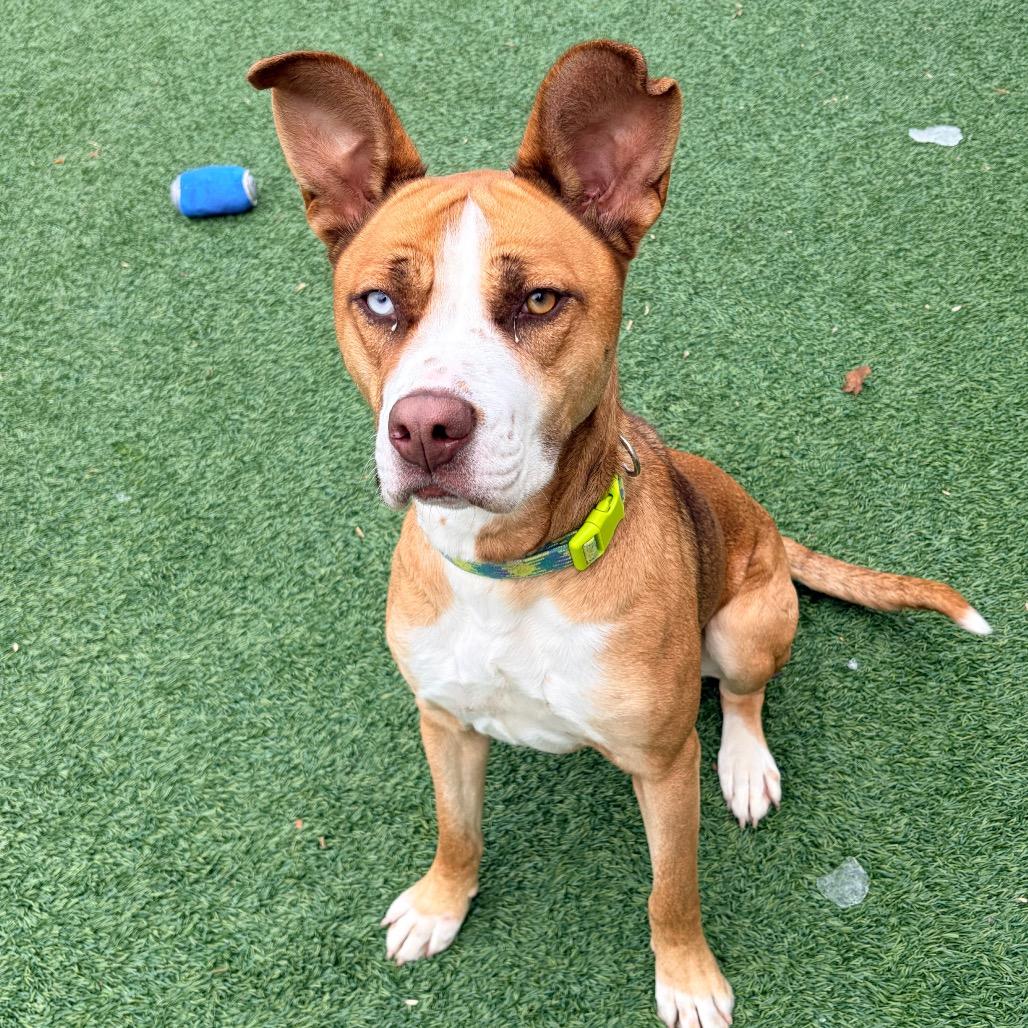 Enlarge Foxy, a Adoptable mixed breed in Belleville, IL image 1/6