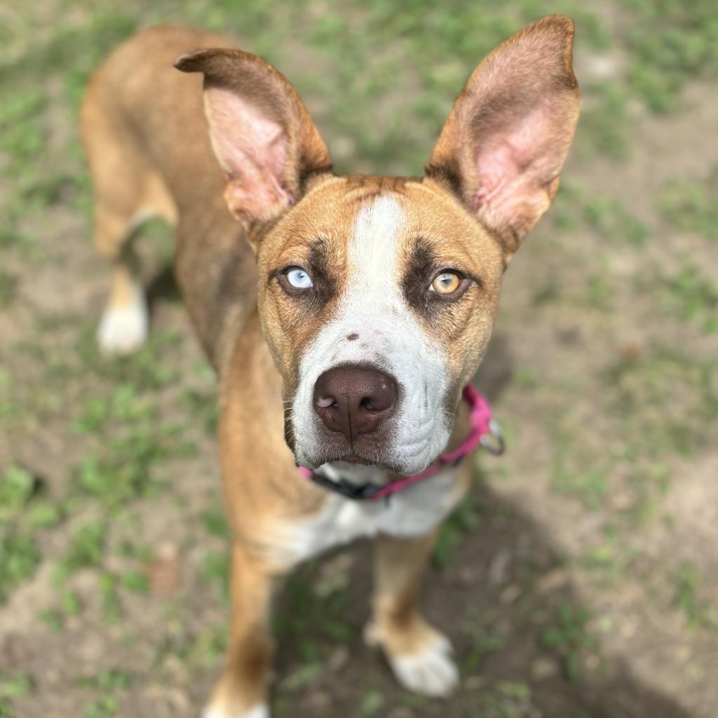 Enlarge Foxy, a Adoptable mixed breed in Belleville, IL image 5/6