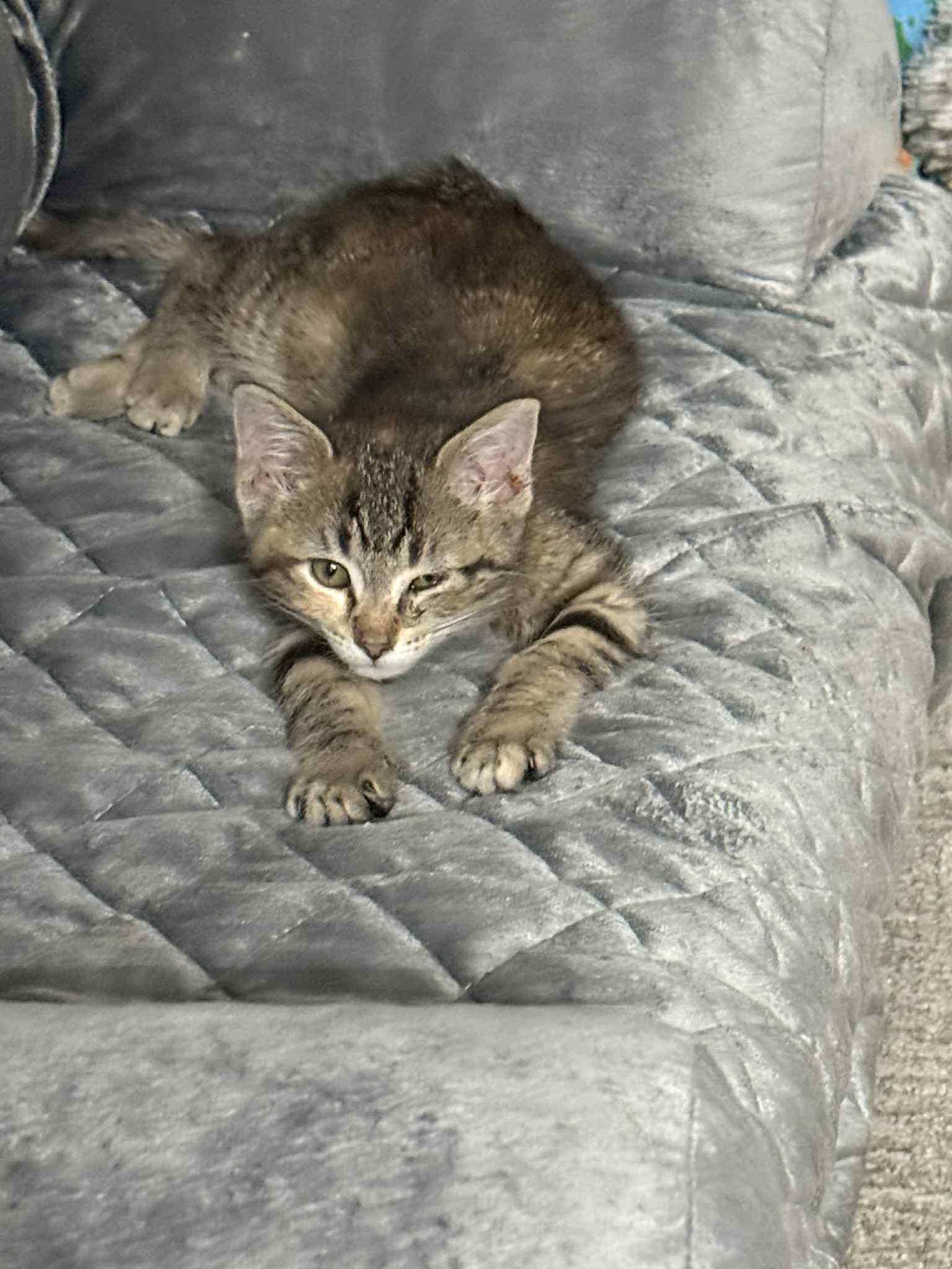 Foxy, Baby Female unknown