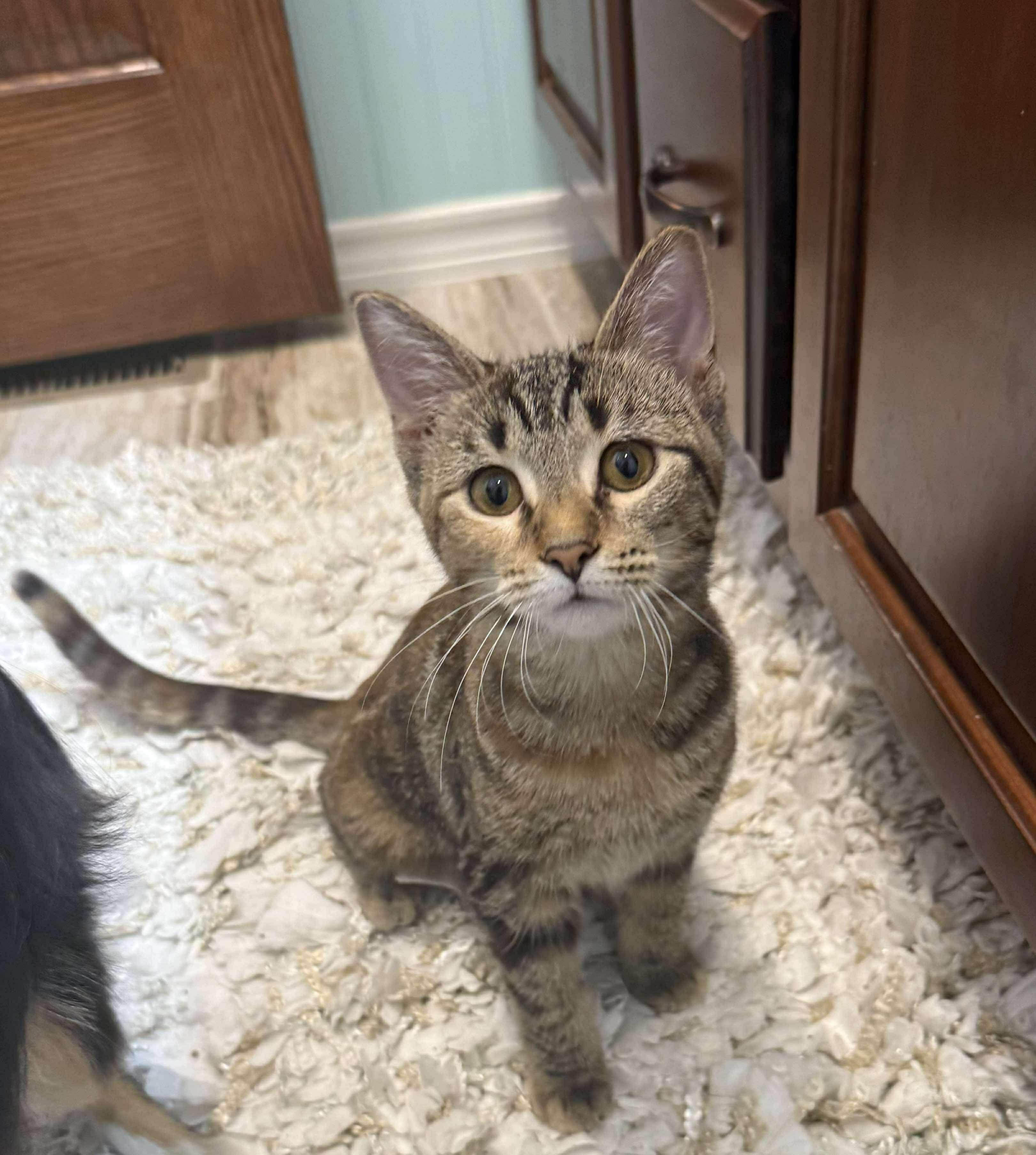 Foxy, a Adoptable Domestic Short Hair in Sioux Falls, SD image 1/2