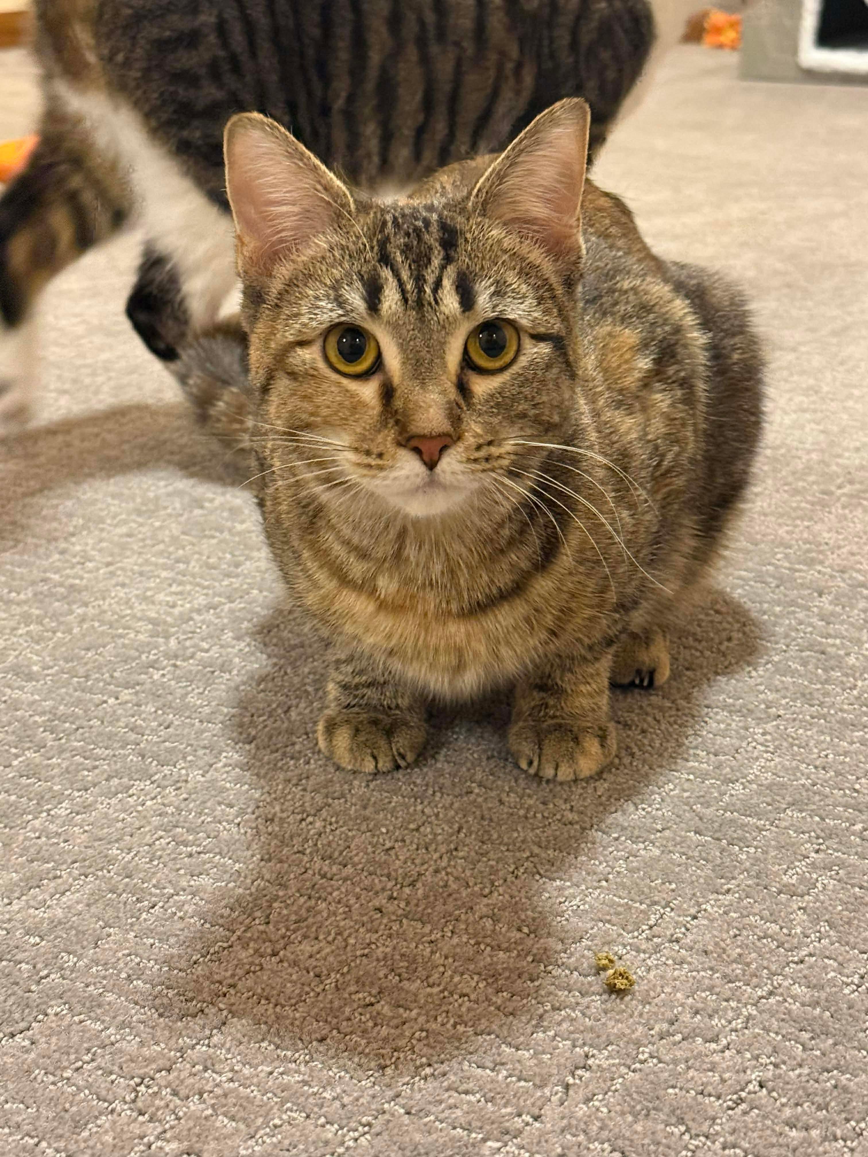 Enlarge Foxy, a Adoptable Domestic Short Hair in Sioux Falls, SD image 1/3