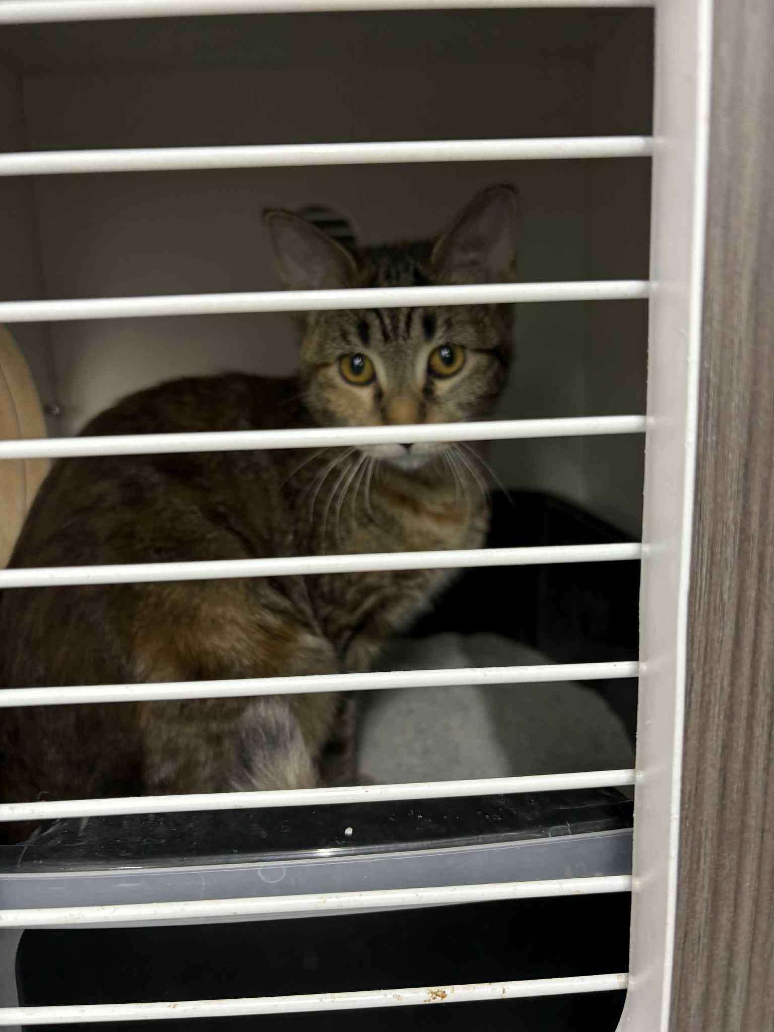 Foxy, a Adoptable Domestic Short Hair in Sioux Falls, SD image 2/2