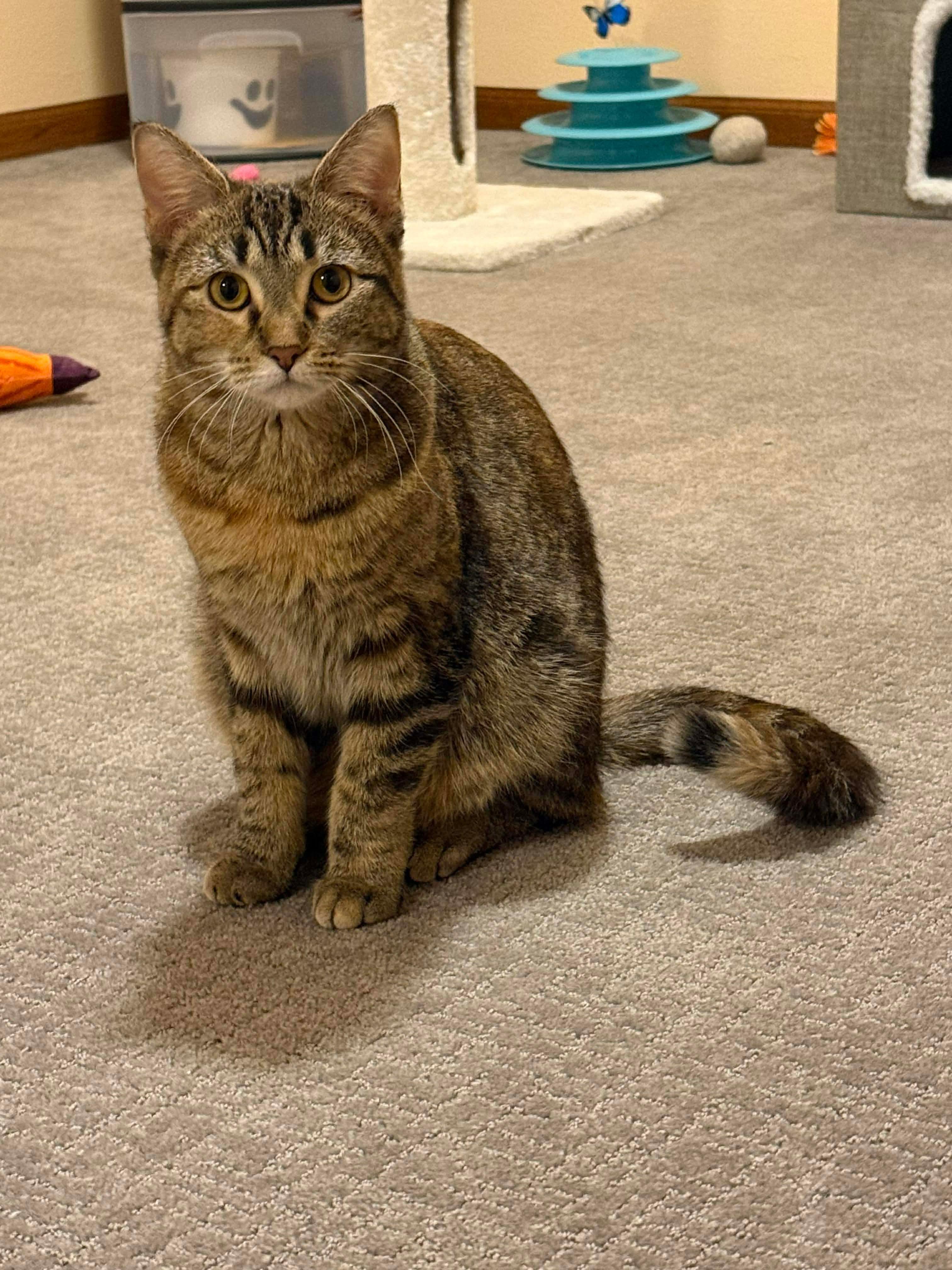 Enlarge Foxie, a Adoptable Domestic Short Hair in Sioux Falls, SD image 1/2