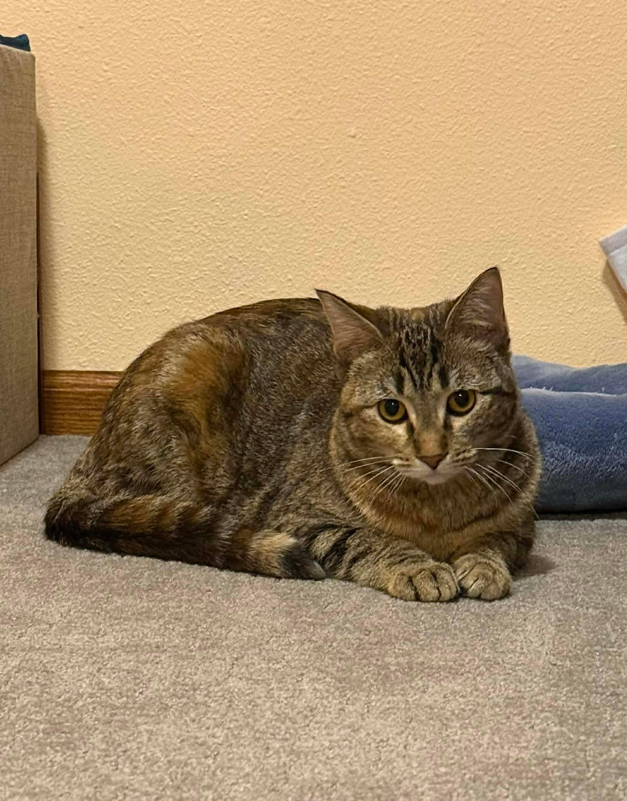 Enlarge Foxie, a Adoptable Domestic Short Hair in Sioux Falls, SD image 2/2