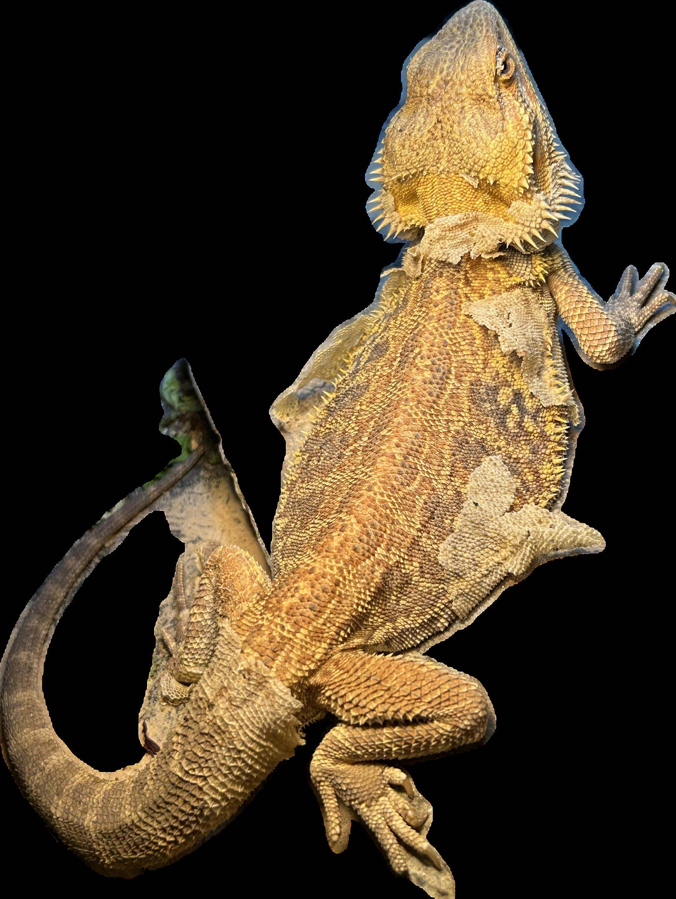 Darwin Bearded Dragon, adopted, Young Unknown Bearded Dragon.