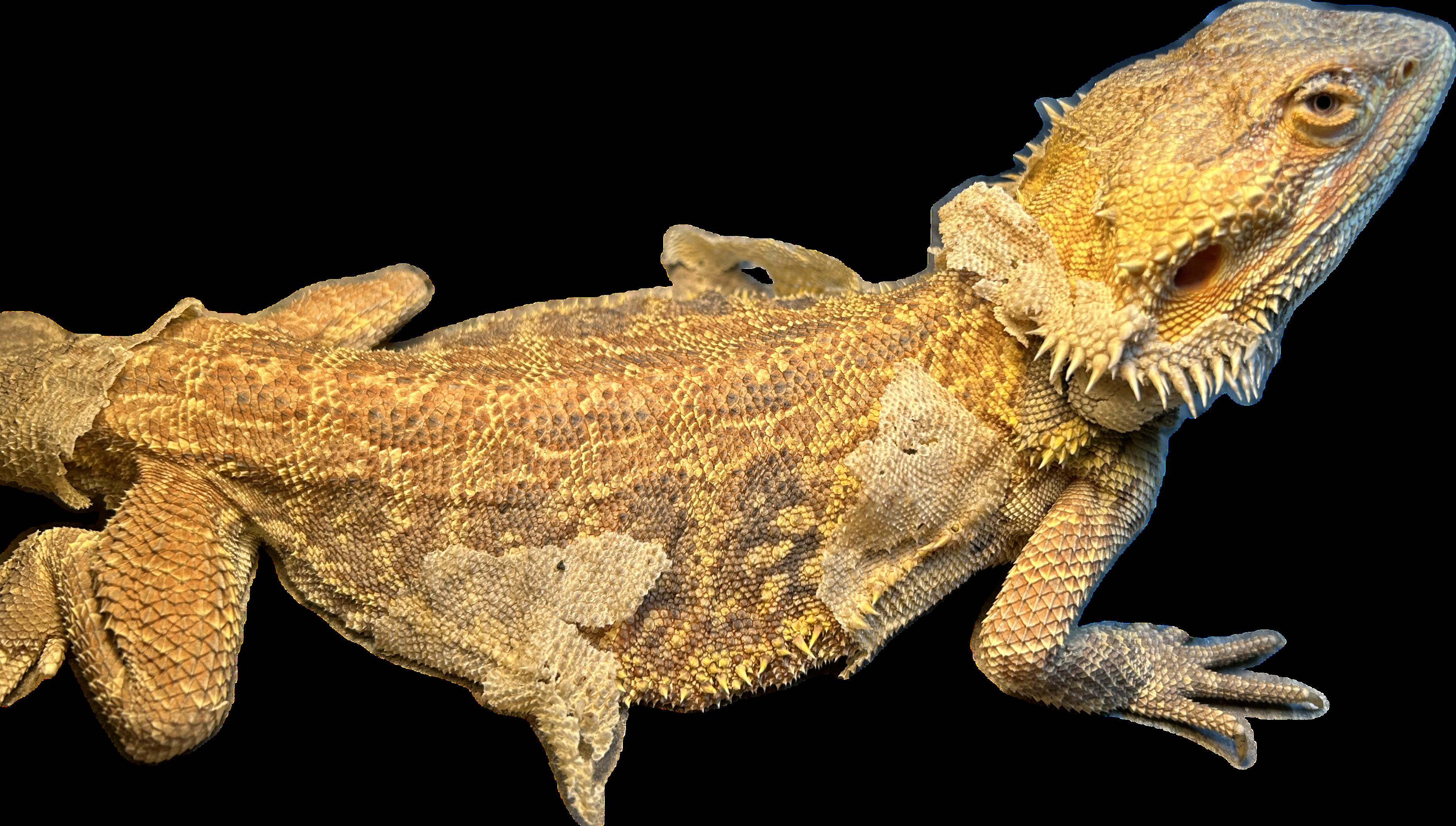 Darwin Bearded Dragon, an adopted Bearded Dragon in Concord, CA image 2/2