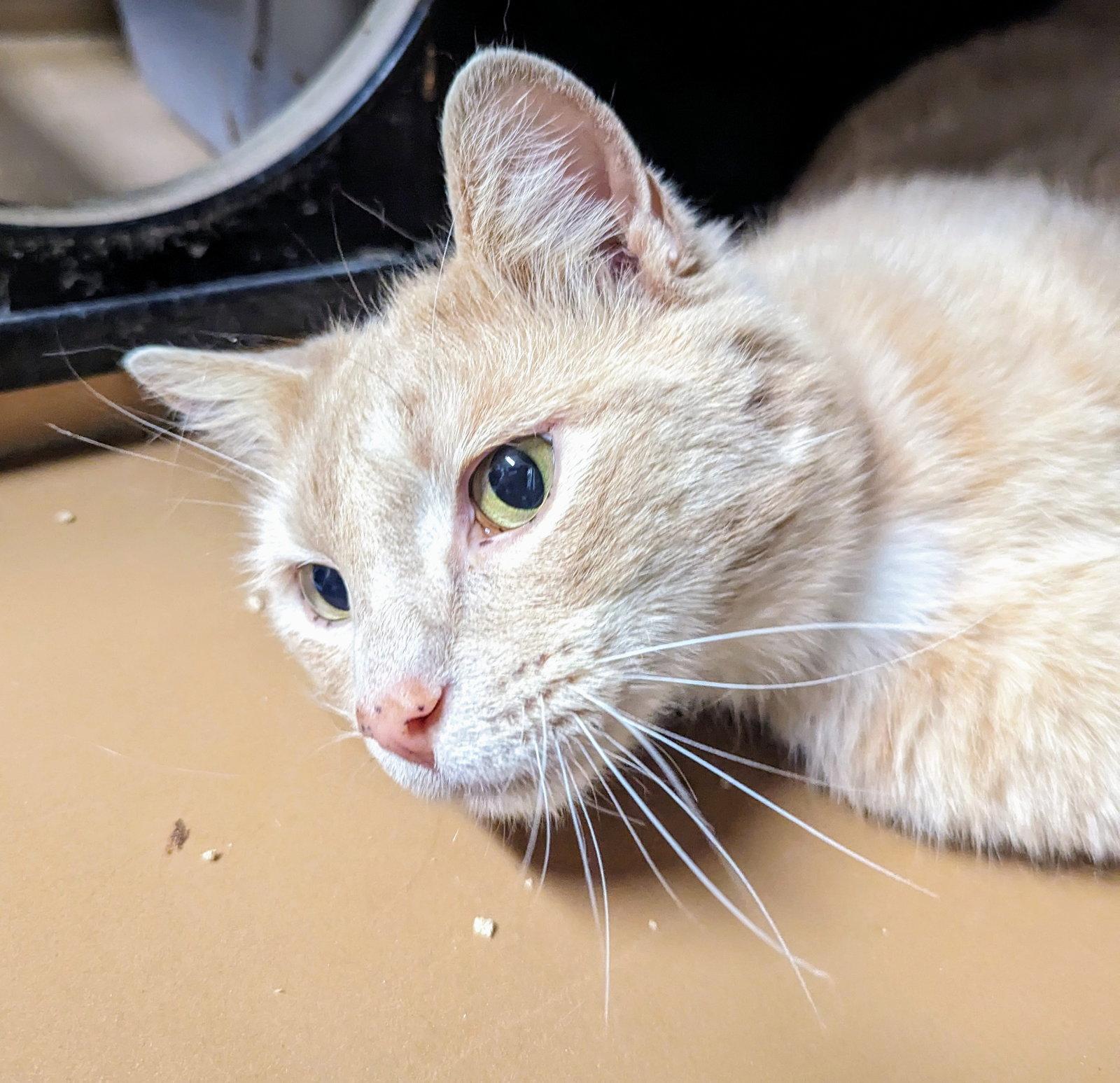 Enlarge Jackson Browne, a Adopted Domestic Short Hair in Greenfield, IN image 1/3
