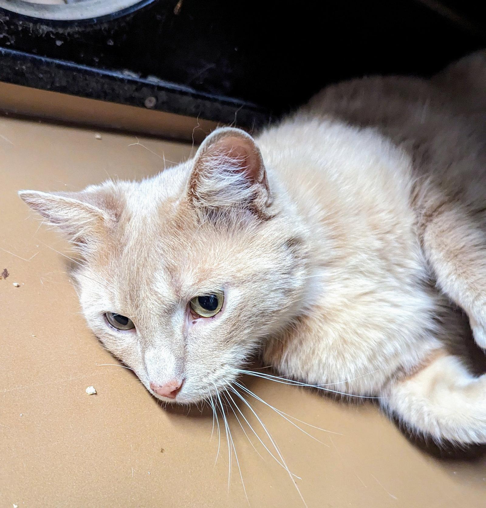 Enlarge Jackson Browne, a Adopted Domestic Short Hair in Greenfield, IN image 2/3