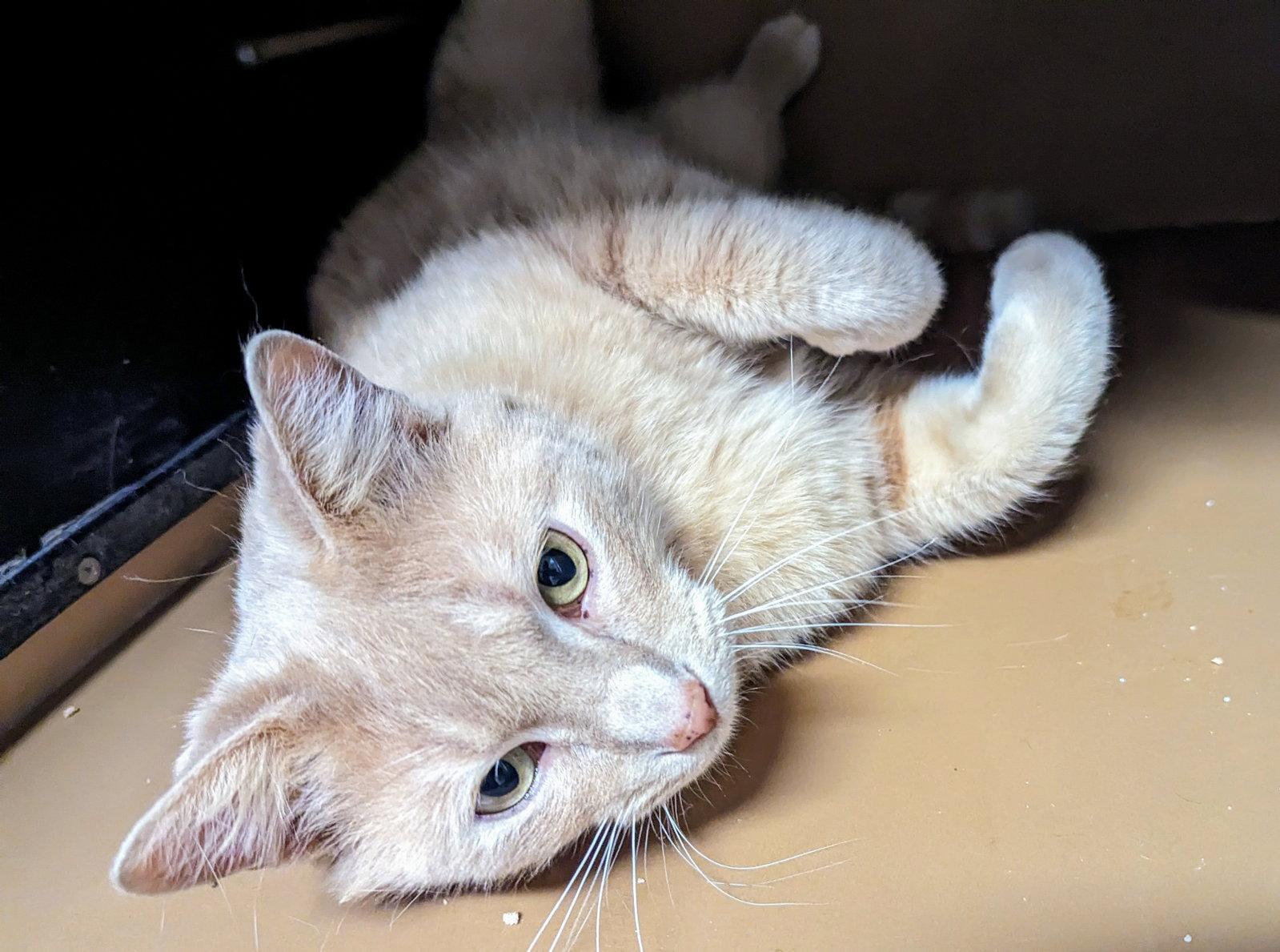 Enlarge Jackson Browne, a Adopted Domestic Short Hair in Greenfield, IN image 3/3