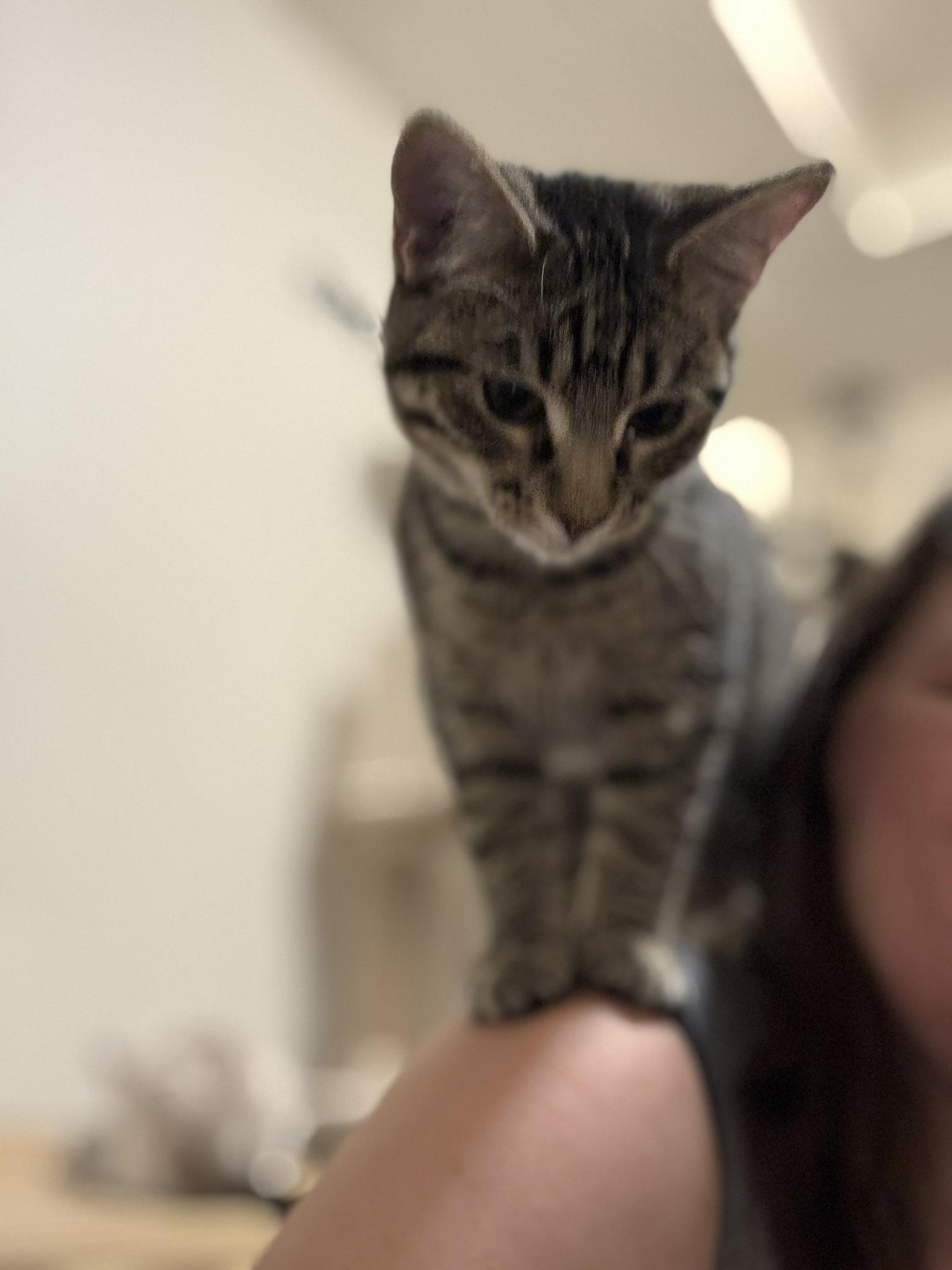 Thelma, Adoptable, Young Female Domestic Short Hair.