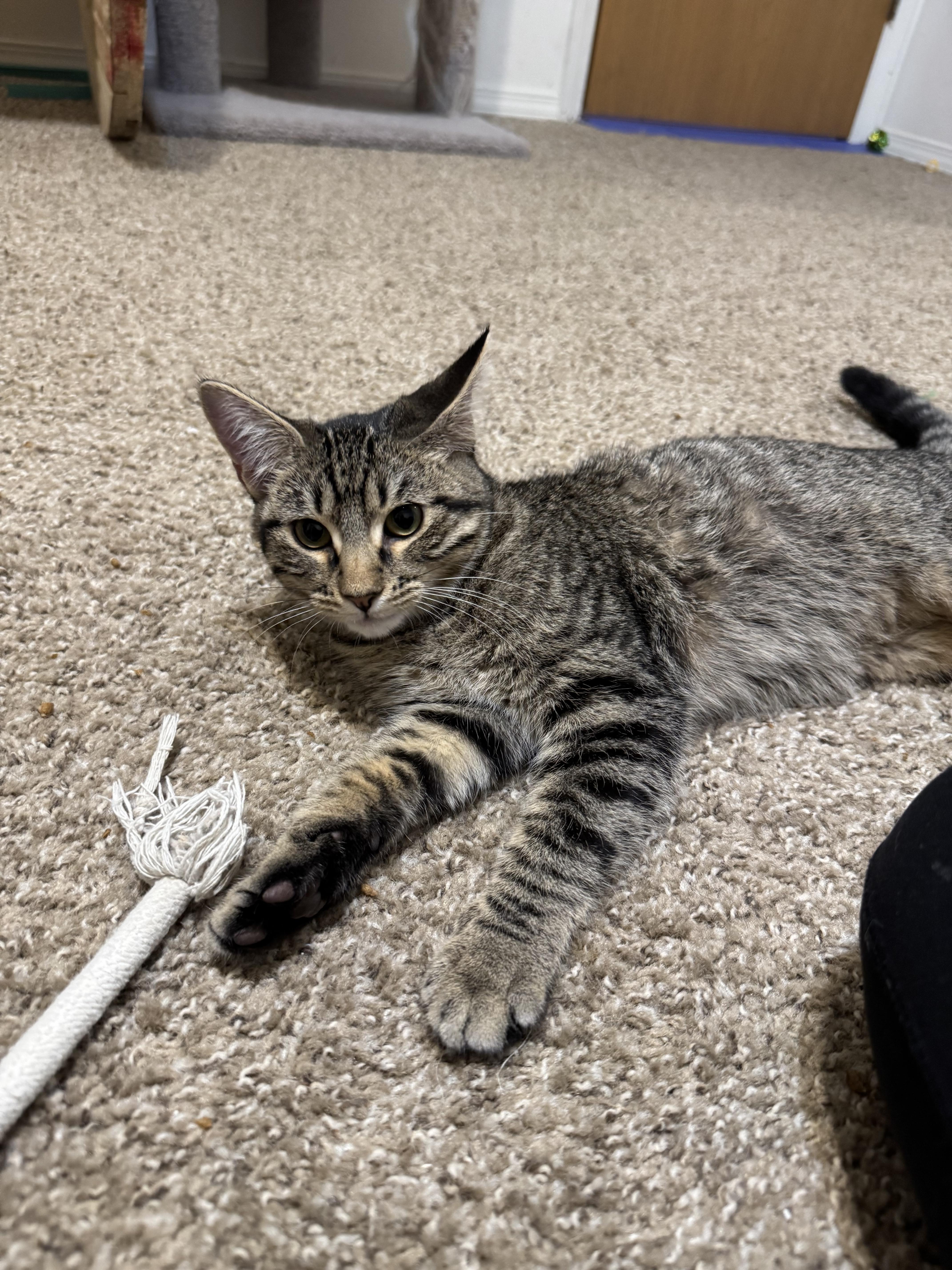 Thelma, a Adoptable mixed breed in Springfield, MO image 3/6