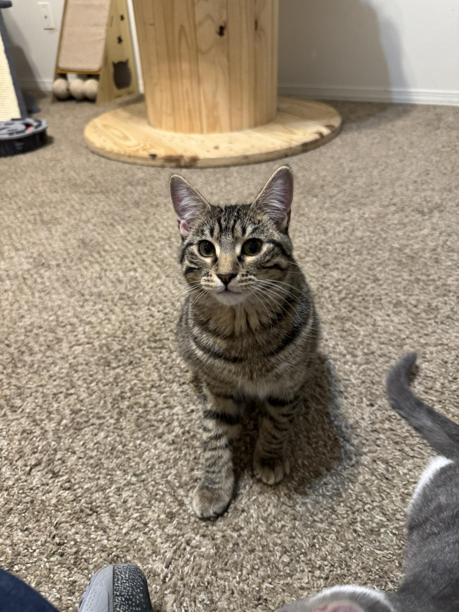 Thelma, a Adoptable mixed breed in Springfield, MO image 5/6