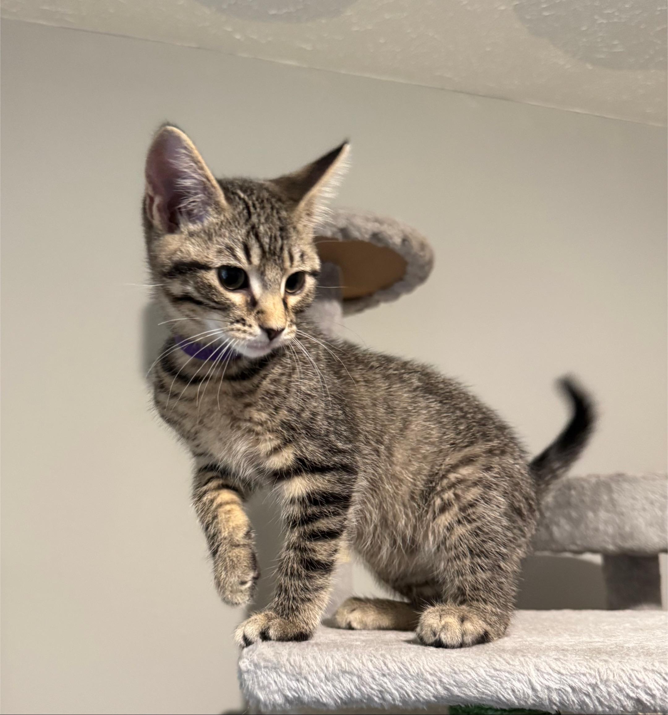 Thelma, a Adoptable mixed breed in Springfield, MO image 6/6