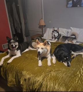 Enlarge Riley, a Adoptable mixed breed in Washington Court House, OH image 4/6