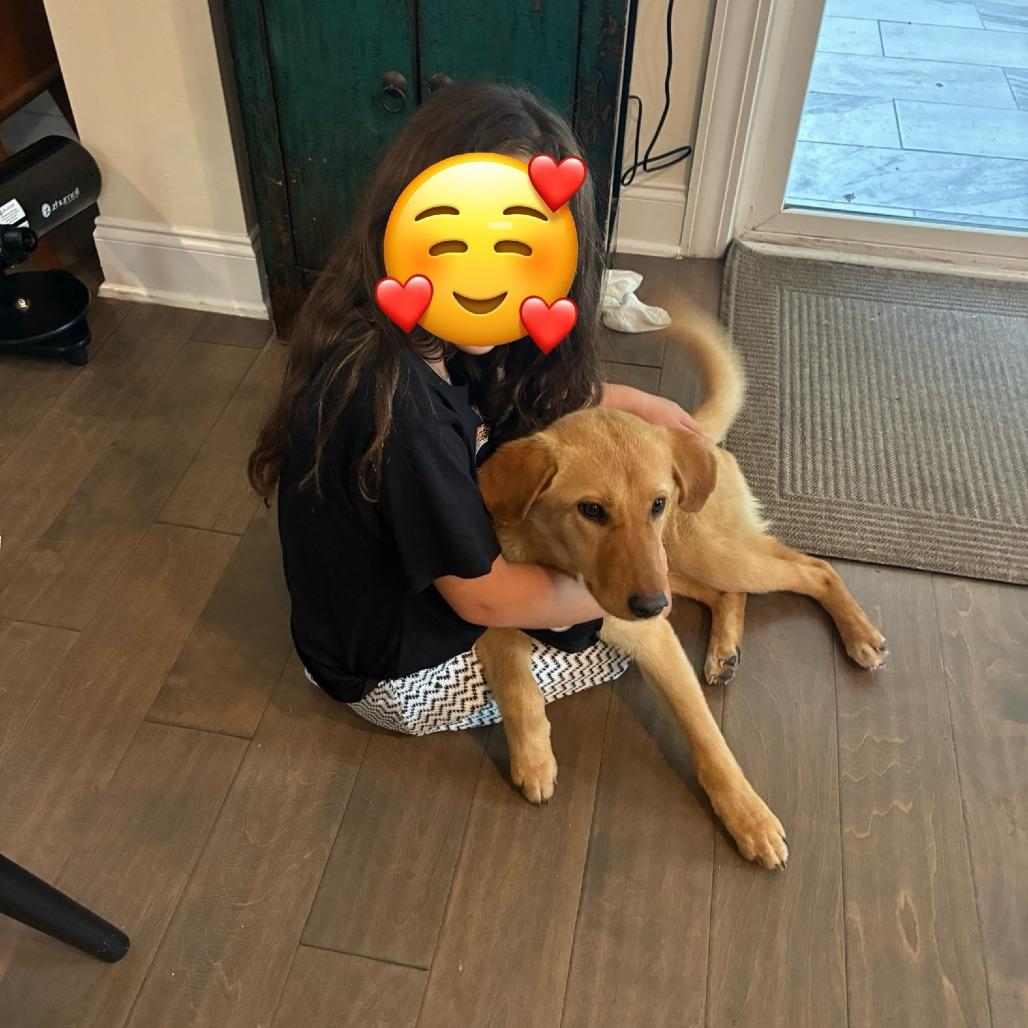 Peanut, Adoptable, Young Female Yellow Labrador Retriever & Husky.