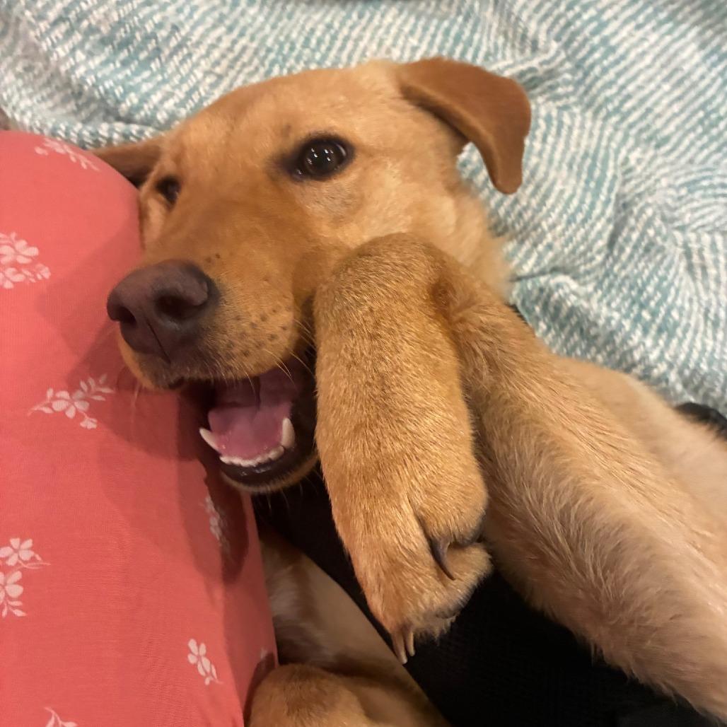 Enlarge Peanut, a Adoptable mixed breed in Myrtle Beach, SC image 4/6