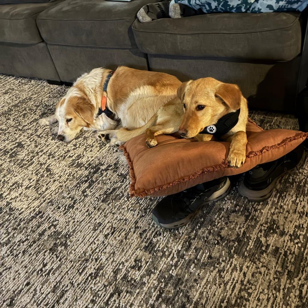 Enlarge Peanut, a Adoptable mixed breed in Myrtle Beach, SC image 6/6