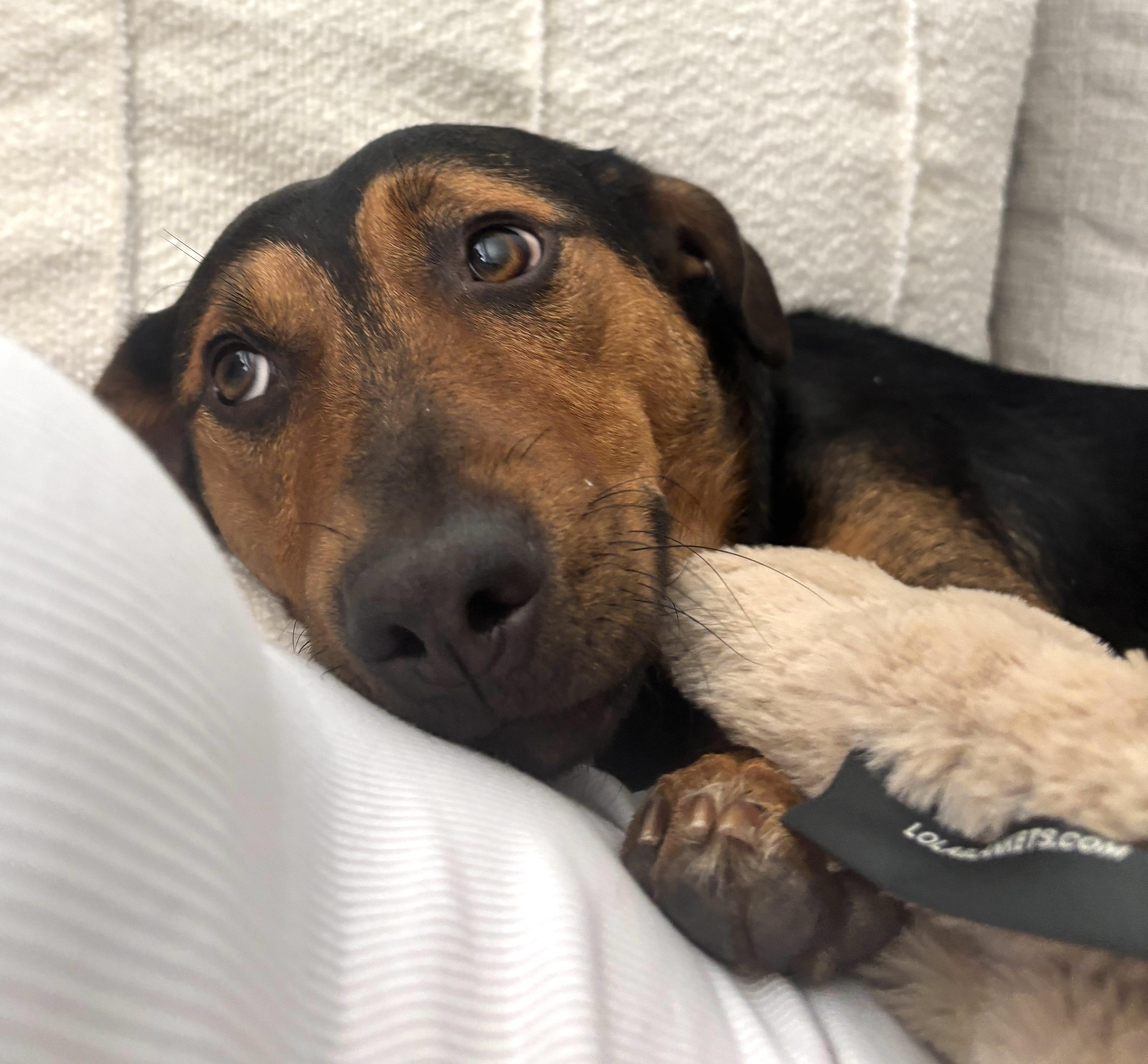 Cruz, an adopted mixed breed in Brooklyn, NY image 6/6