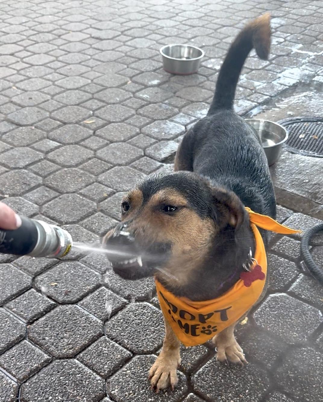 Cruz, an adopted mixed breed in Brooklyn, NY image 4/6